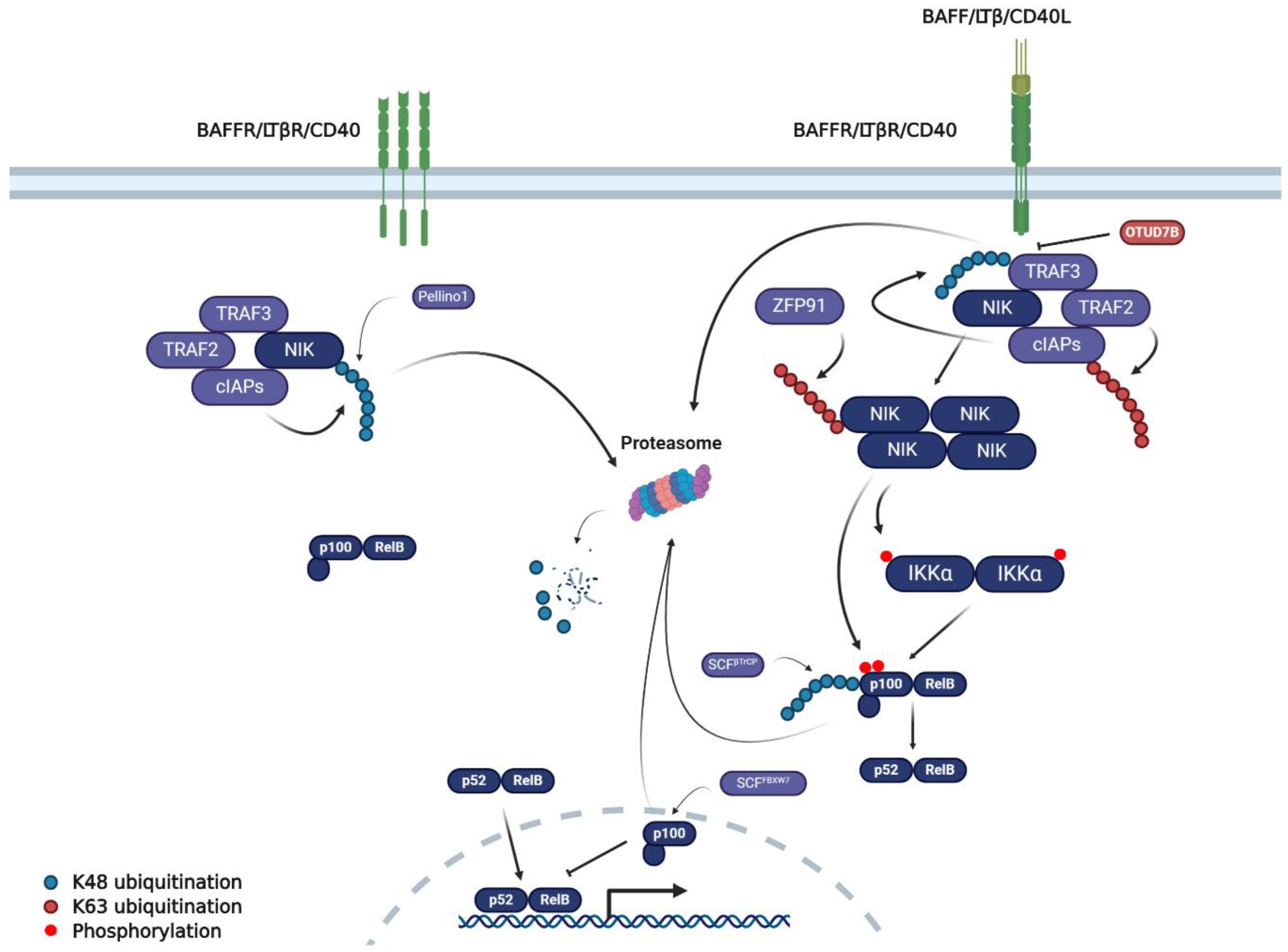 Cancers 12 02877 g002 Cancers 12 02877 g002