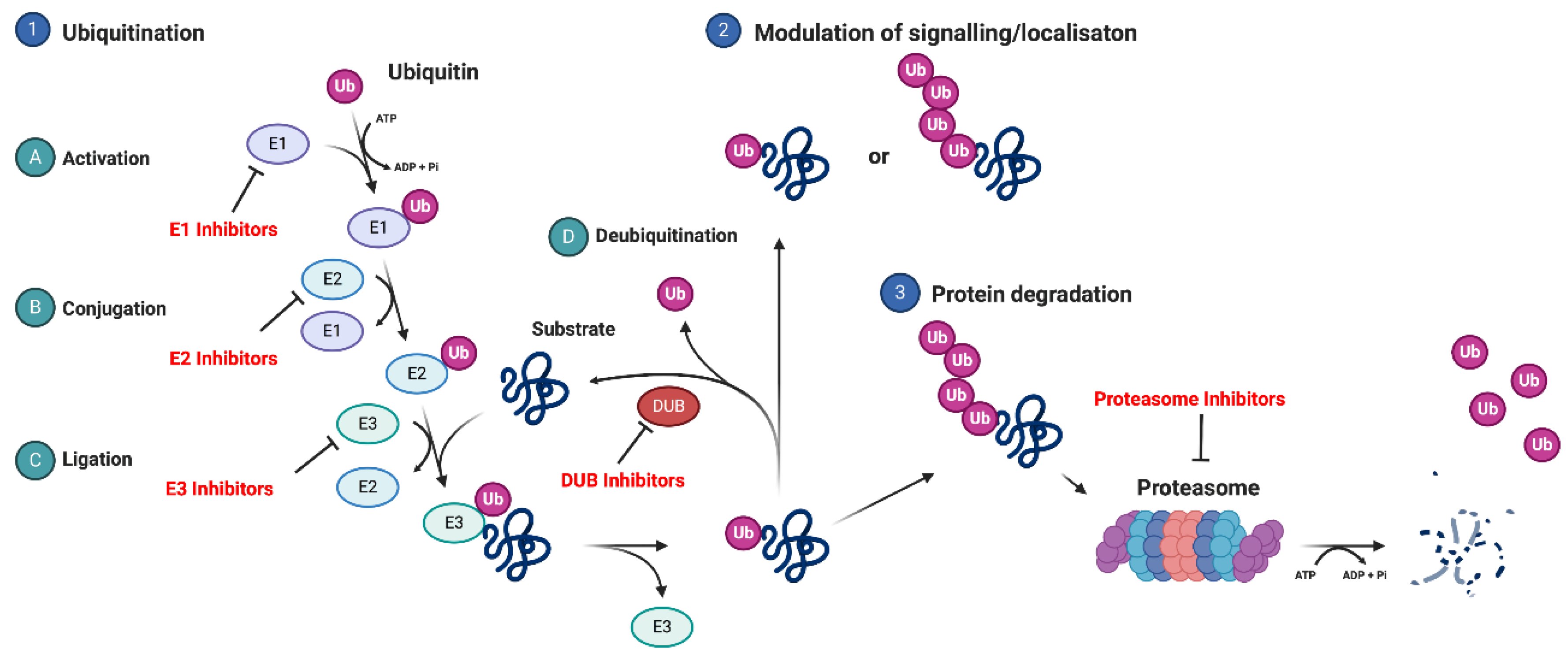 Cancers 12 02877 g003 Cancers 12 02877 g003