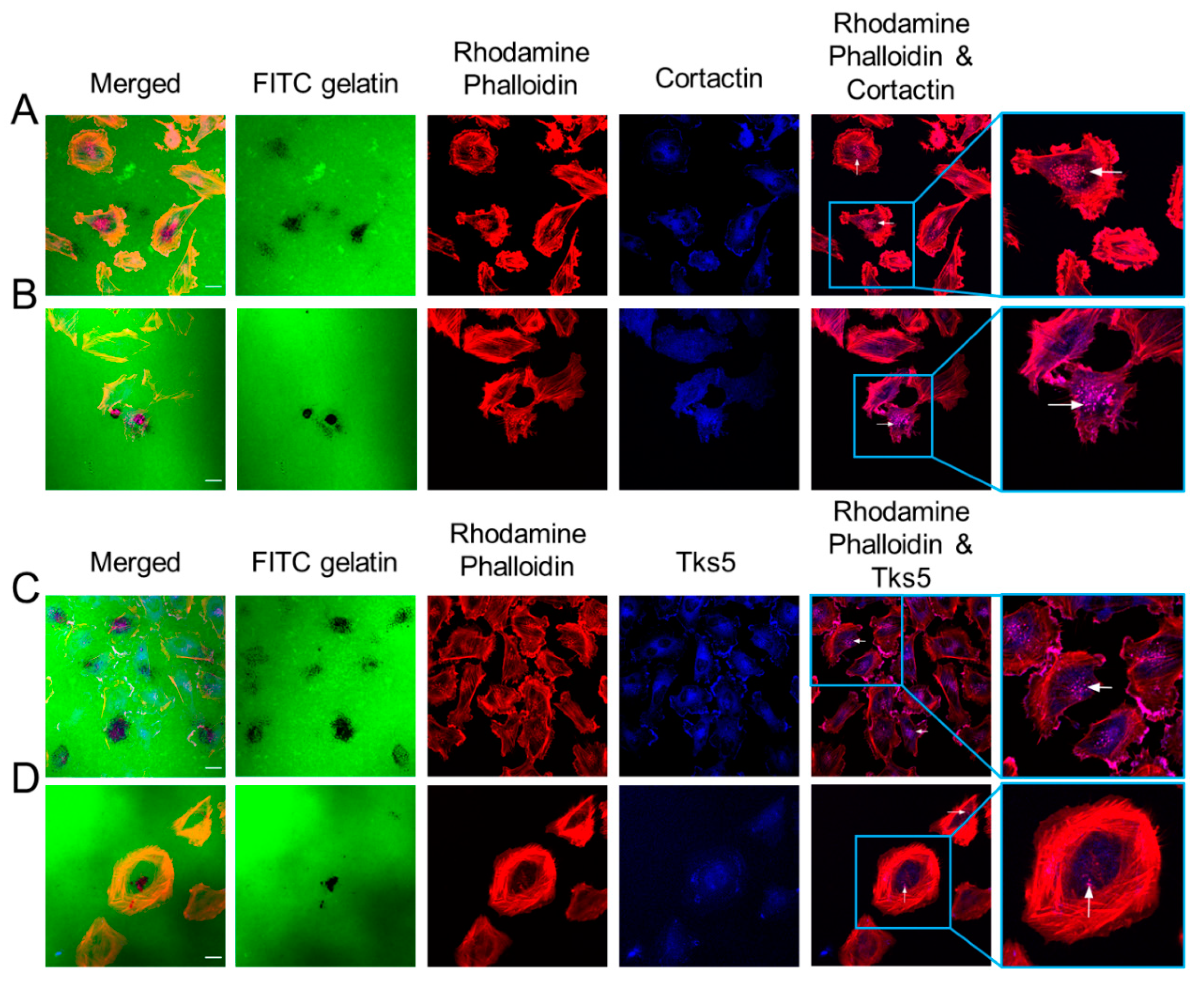 Cancers 12 02888 g003 Cancers 12 02888 g003