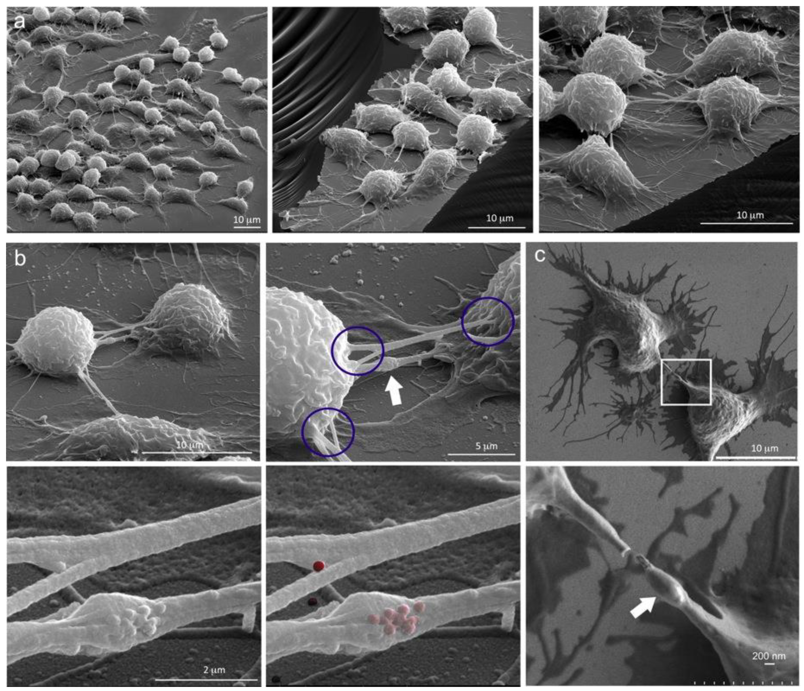 Cancers 12 02892 g003