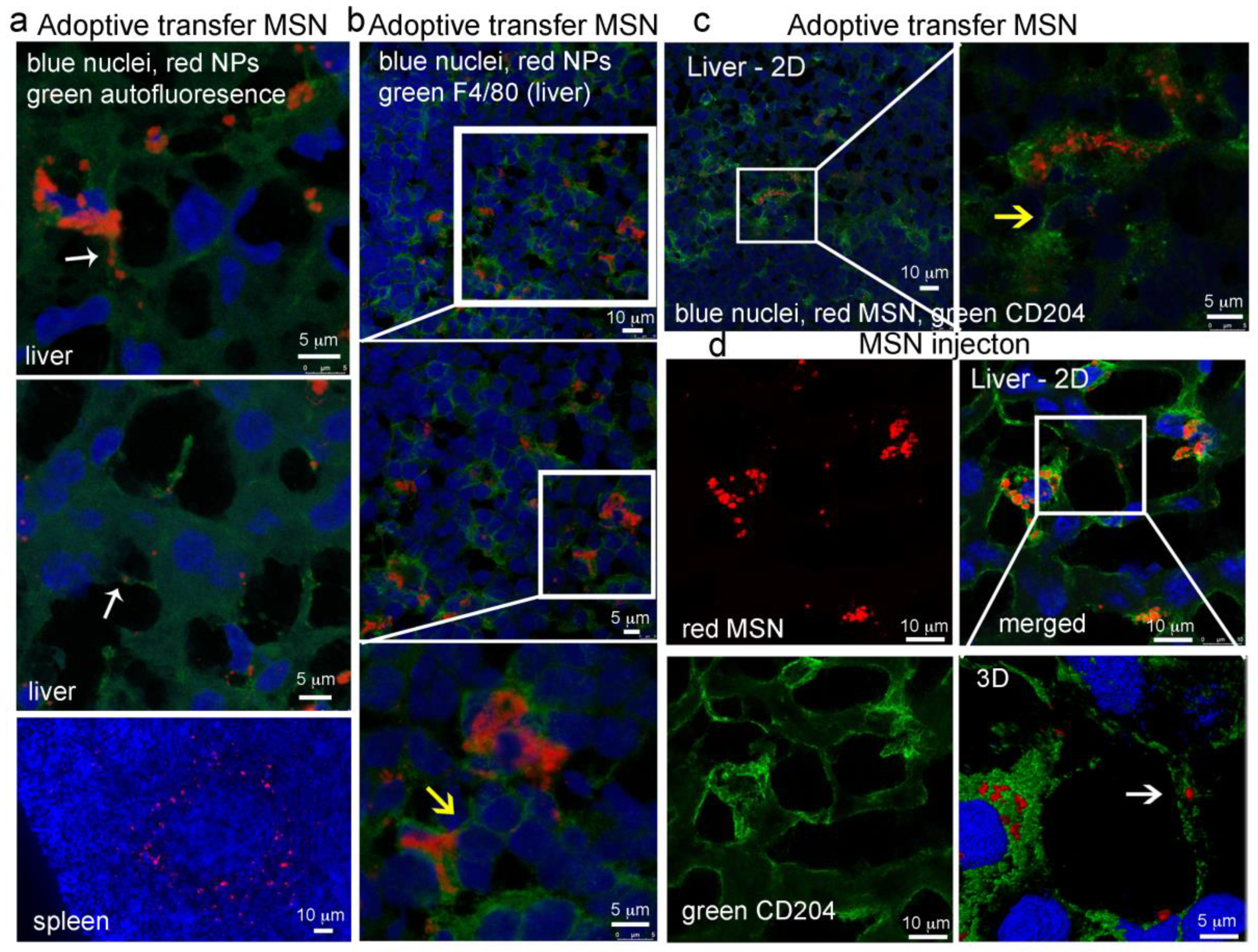 Cancers 12 02892 g008