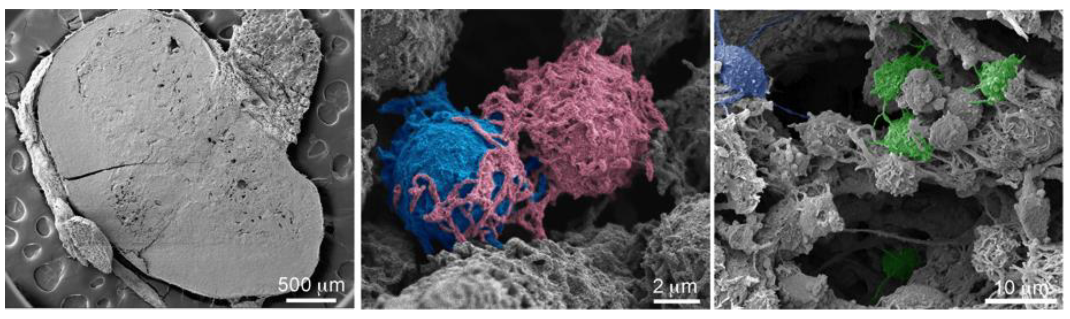 Cancers 12 02892 g009