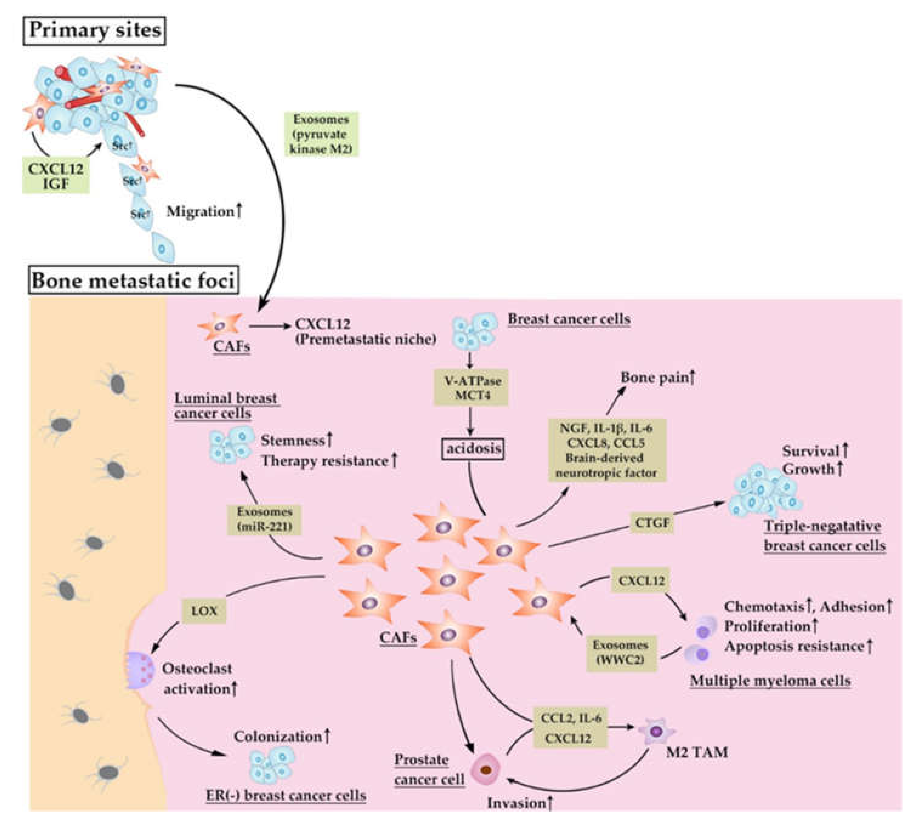 Cancers 12 02896 g004 Cancers 12 02896 g004