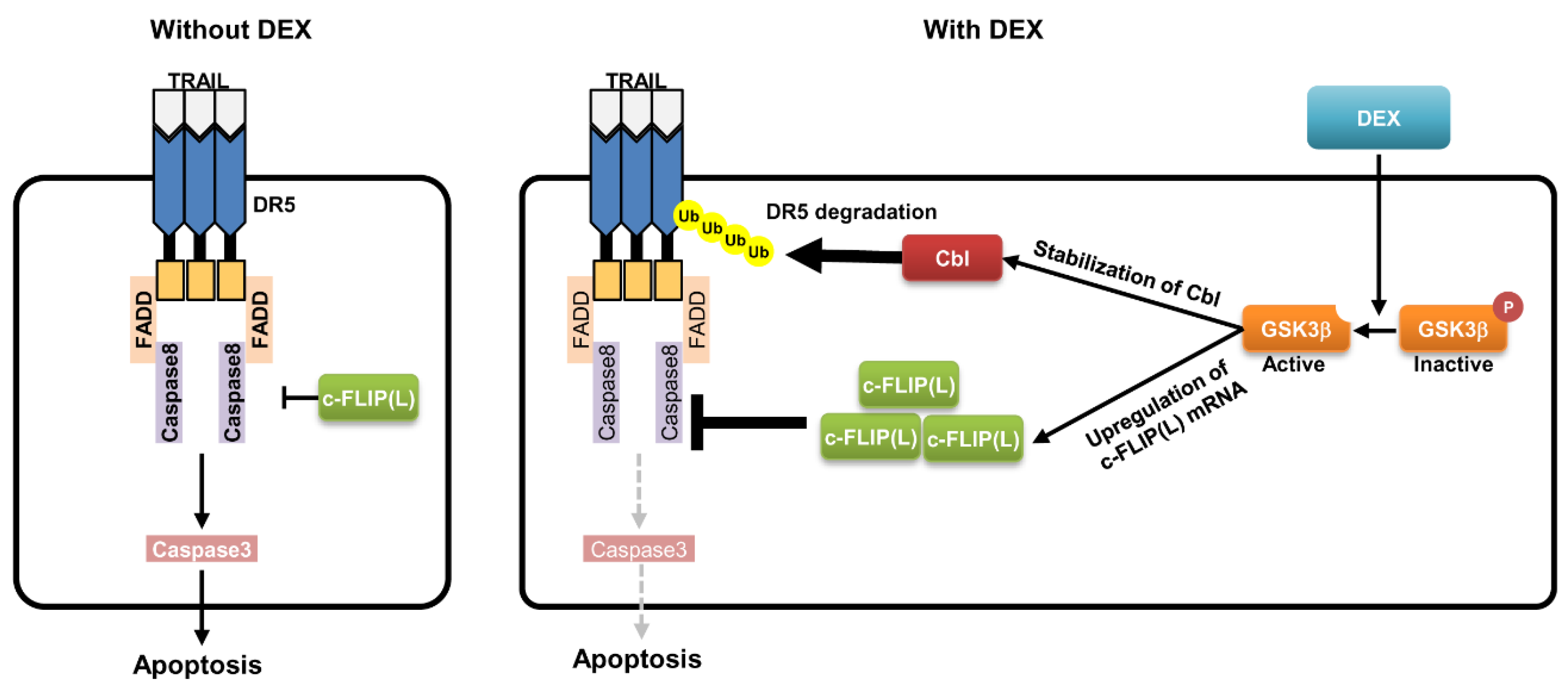 Cancers 12 02901 g007 Cancers 12 02901 g007