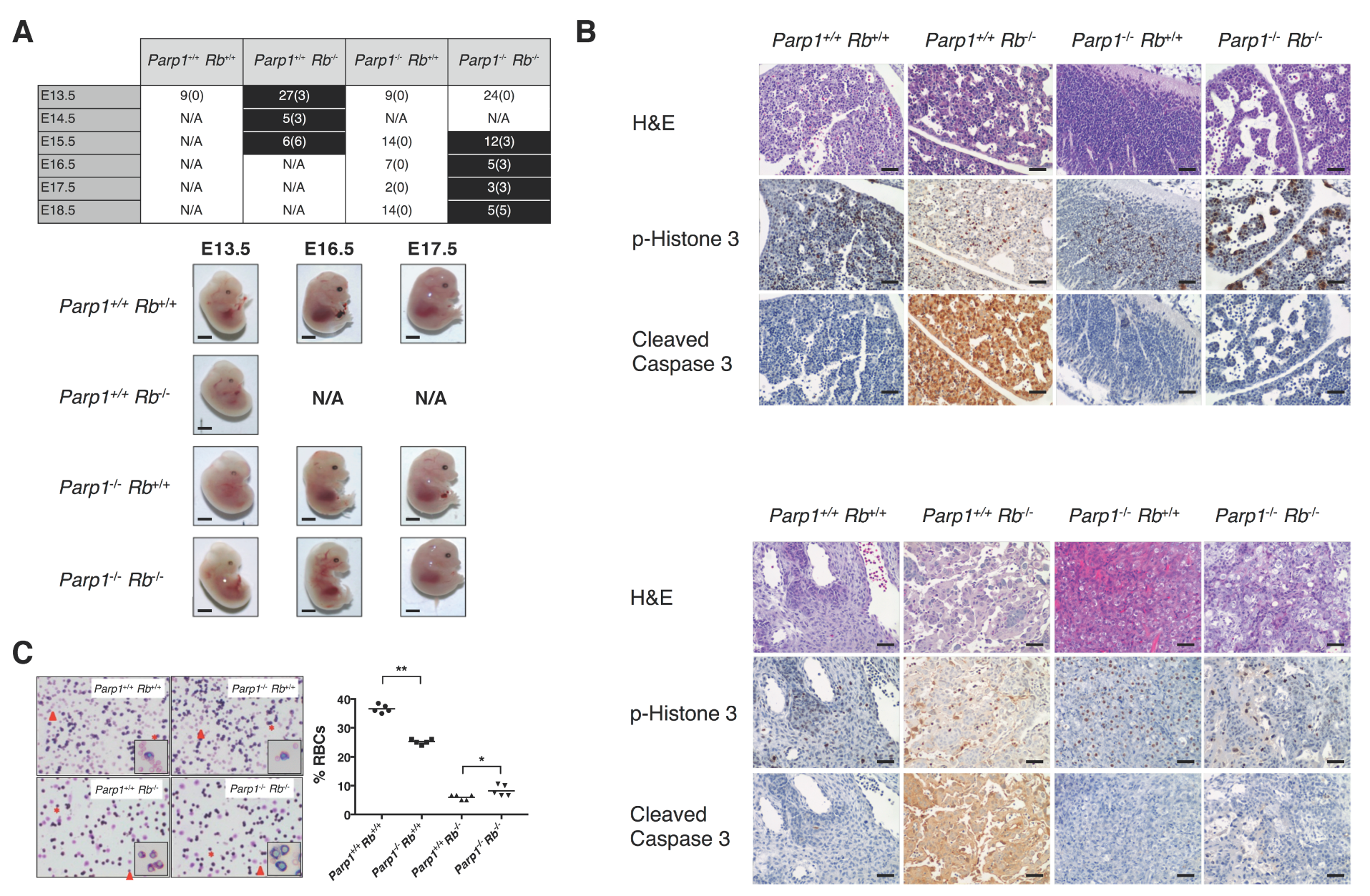 Cancers 12 02907 g001