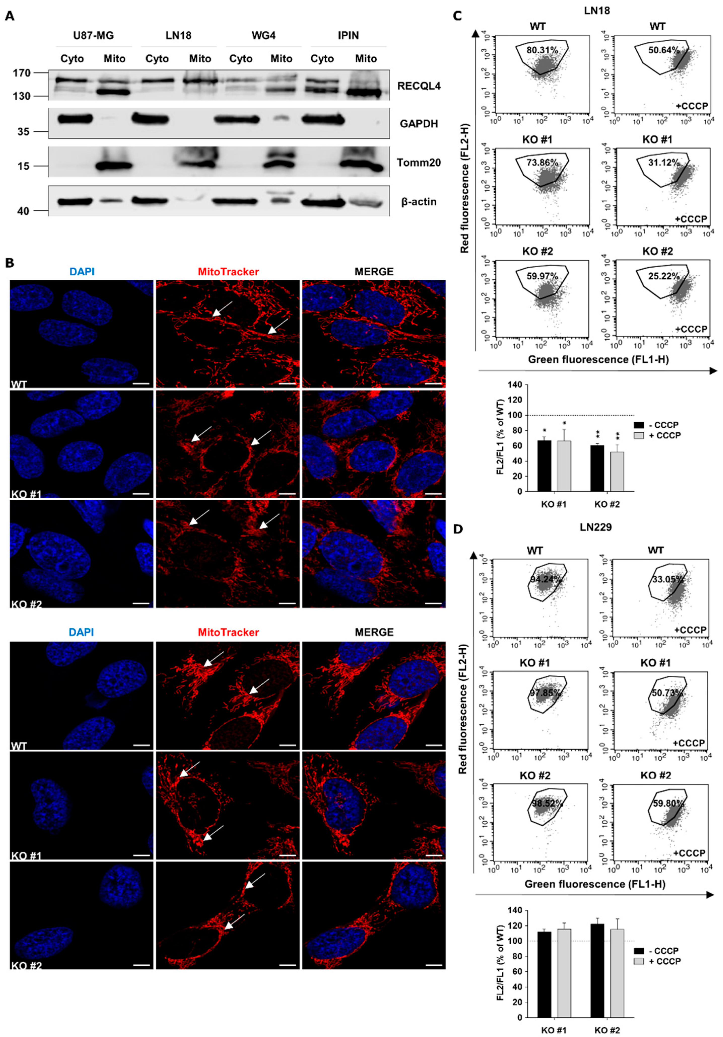 Cancers 12 02919 g005 Cancers 12 02919 g005