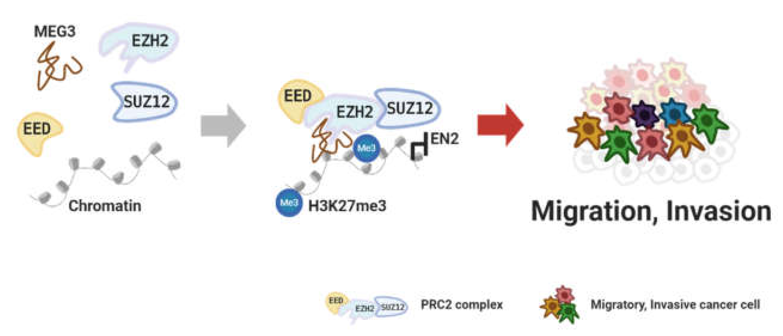 Cancers 12 02925 g003