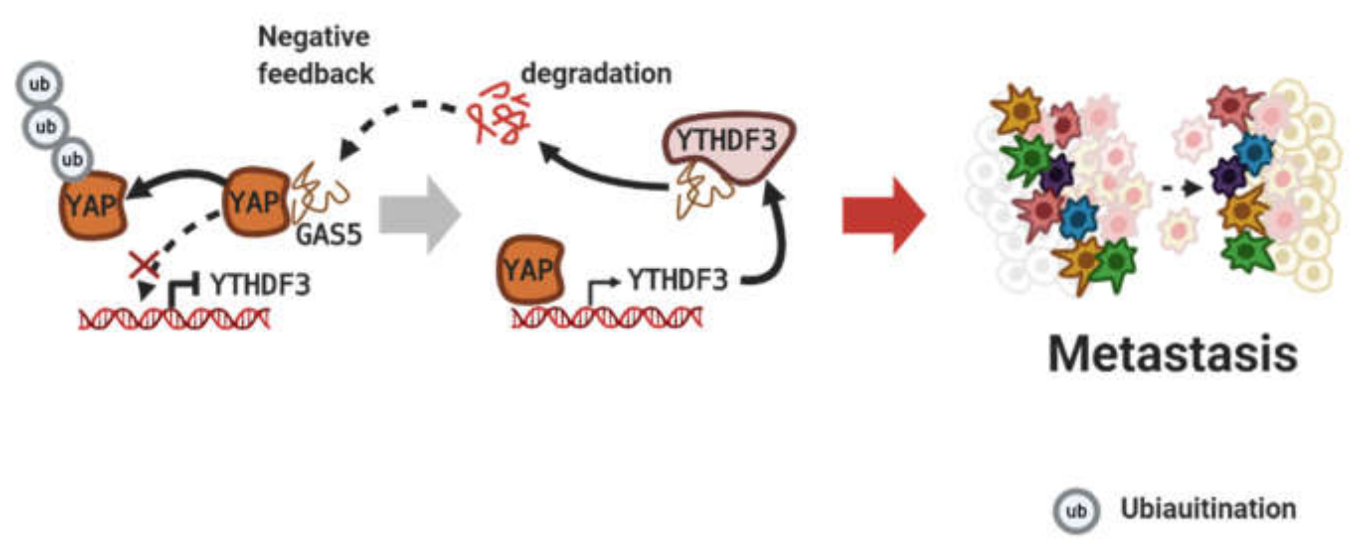 Cancers 12 02925 g005