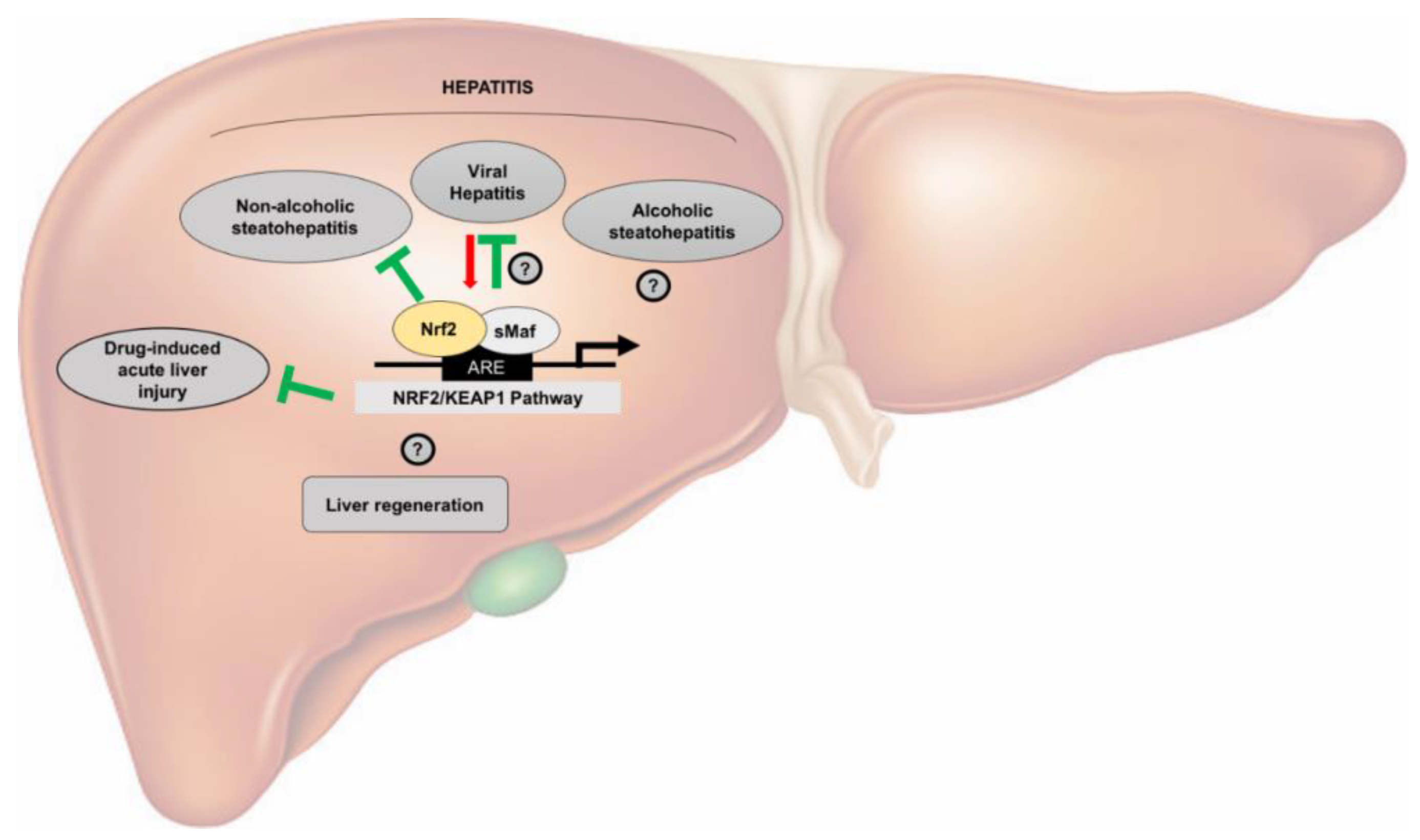 Cancers 12 02932 g001 Cancers 12 02932 g001