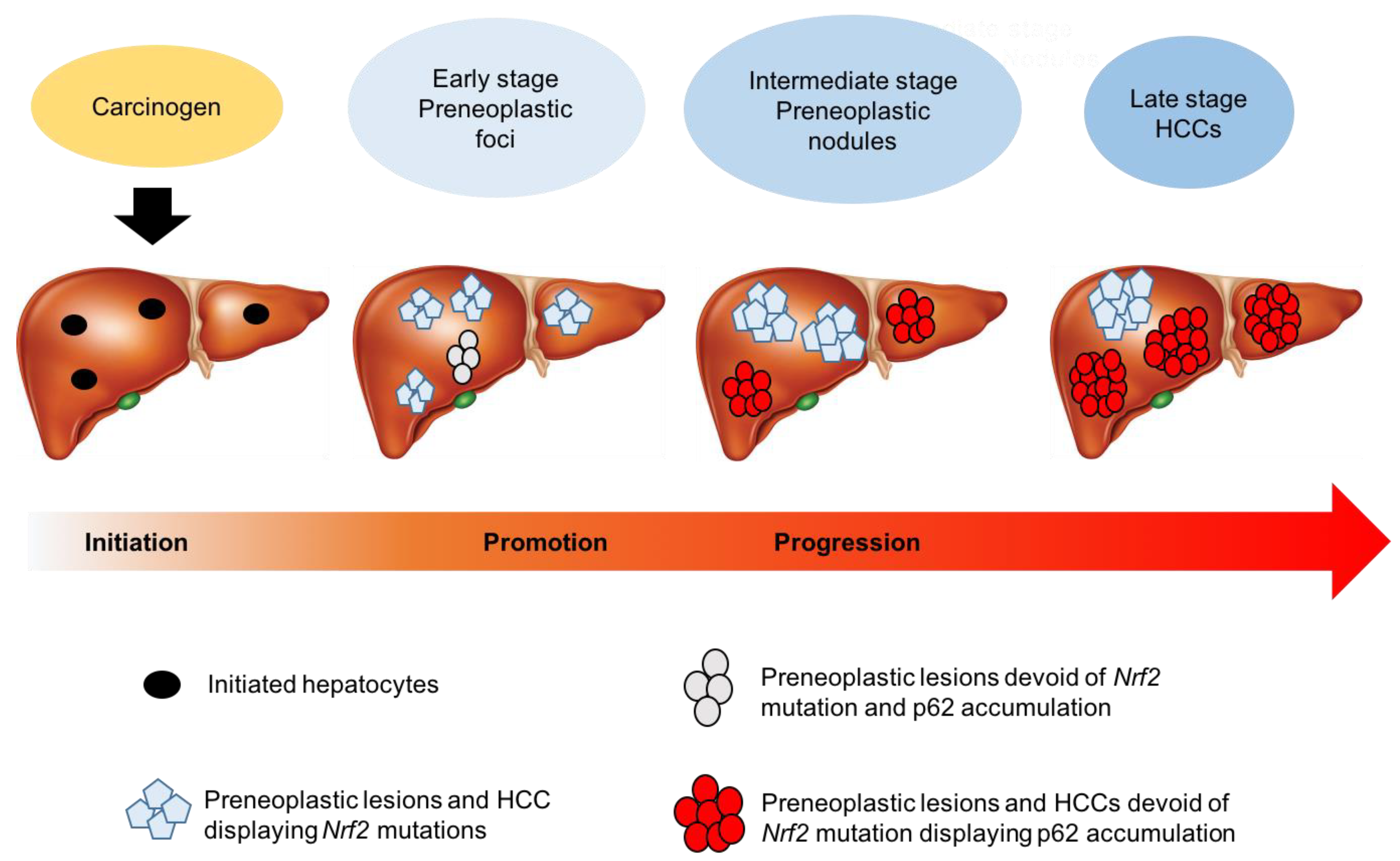 Cancers 12 02932 g004 Cancers 12 02932 g004