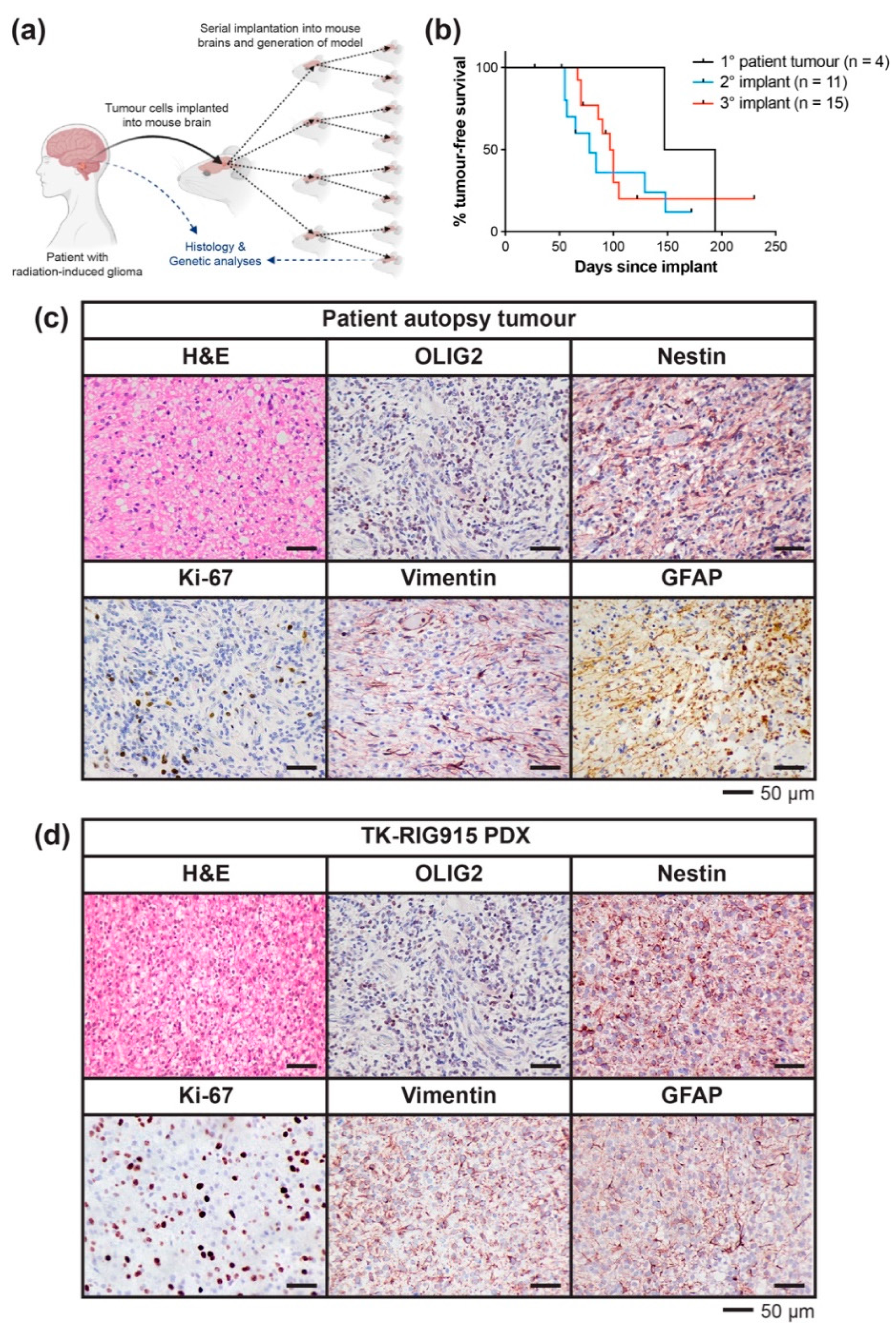 Cancers 12 02937 g003