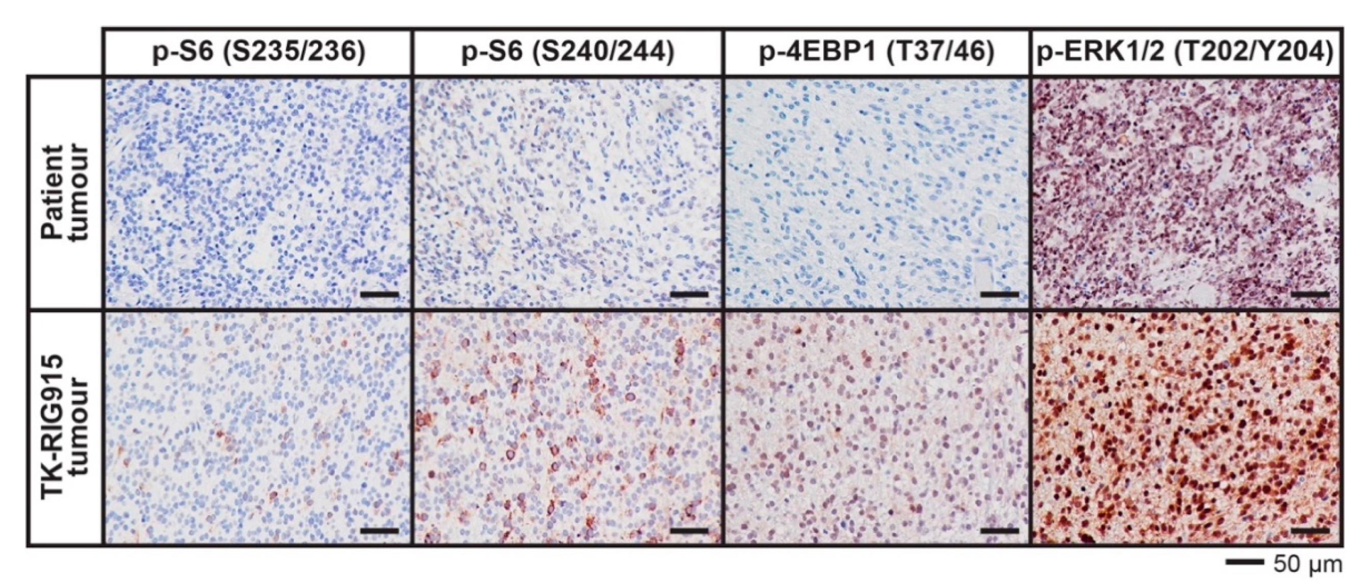 Cancers 12 02937 g009