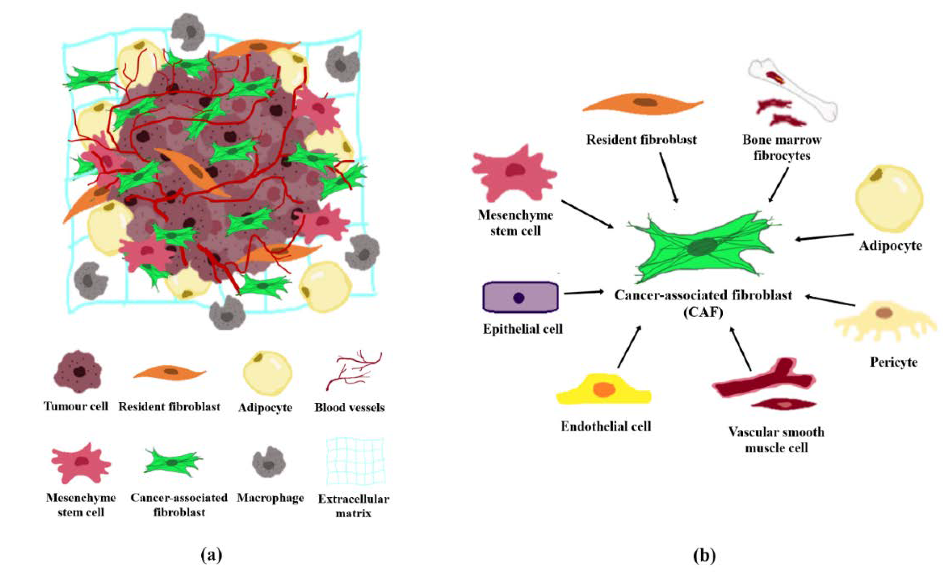 Cancers Free Full Text Cancer Associated Fibroblasts Epigenetic Regulation And Therapeutic Intervention In Breast Cancer Html
