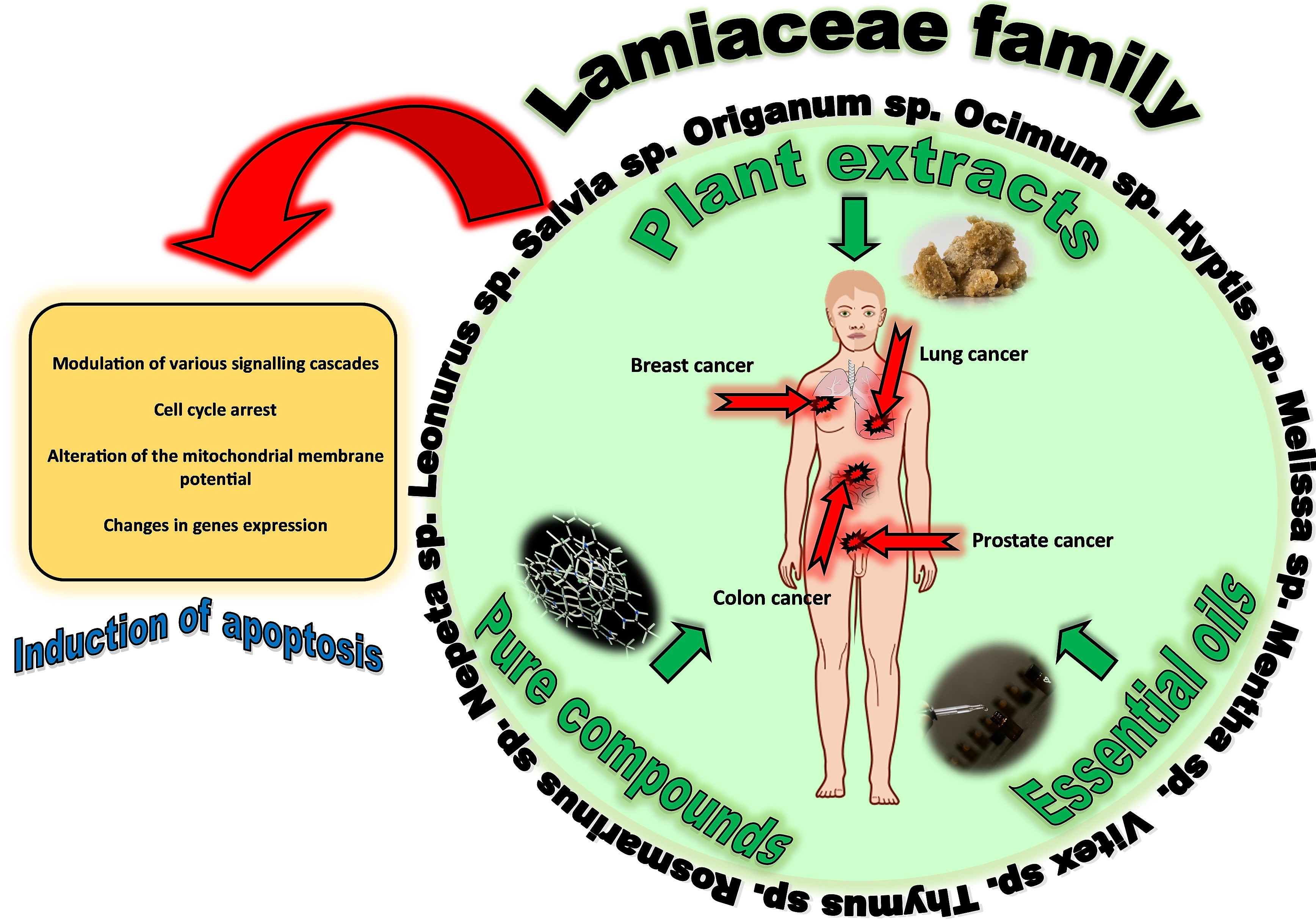 Cancers | Free Full-Text | An In Vitro Evaluation of the Molecular 