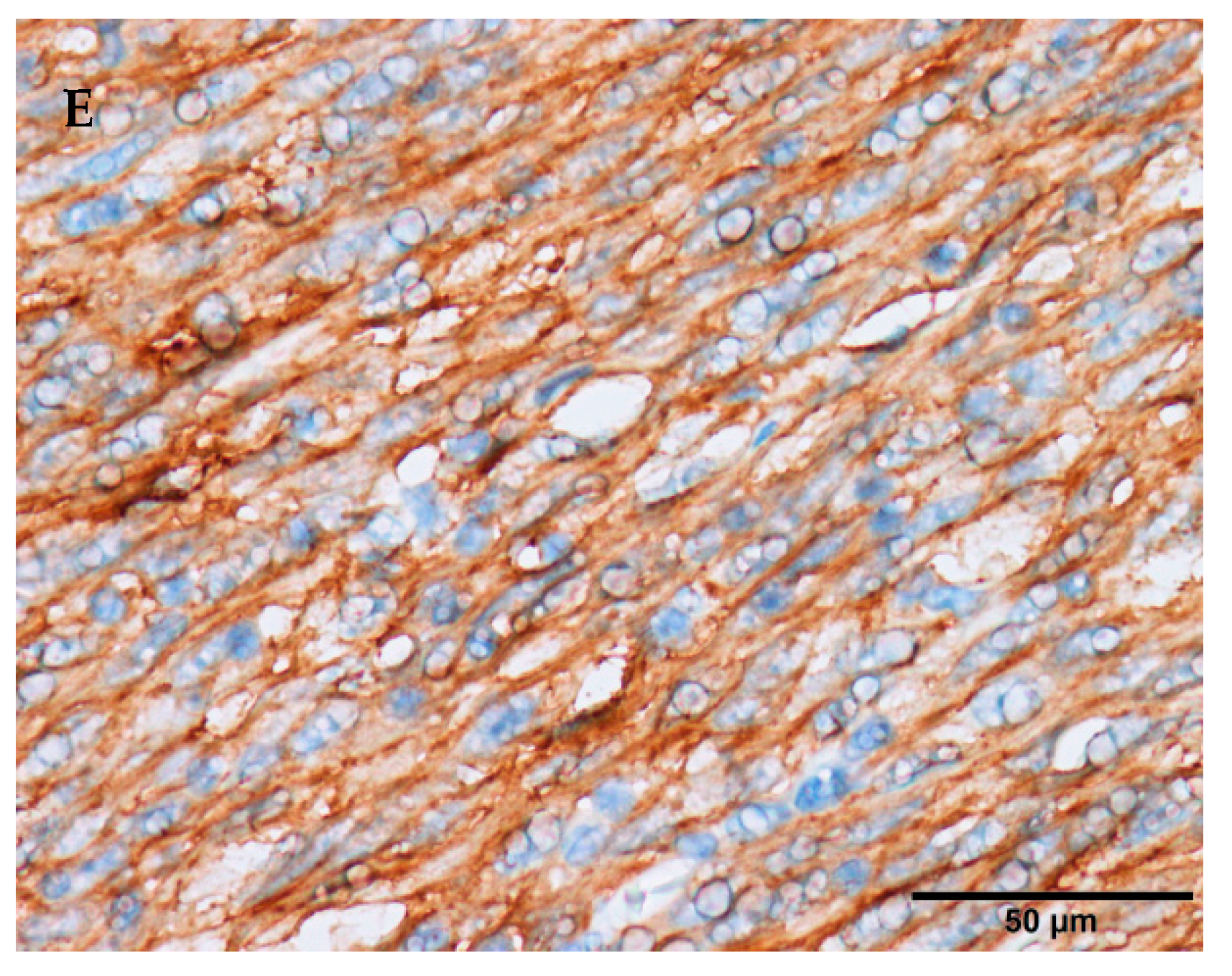 Cancers 12 02972 g001b