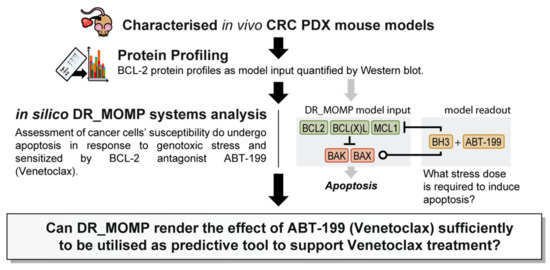 Cancers Free Full Text Implementing Systems Modelling And Molecular Imaging To Predict The Efficacy Of Bcl 2 Inhibition In Colorectal Cancer Patient Derived Xenograft Models Html Cancers Free Full Text Implementing Systems Modelling And Molecular Imaging To Predict The Efficacy Of Bcl 2 Inhibition In Colorectal Cancer Patient Derived Xenograft Models Html