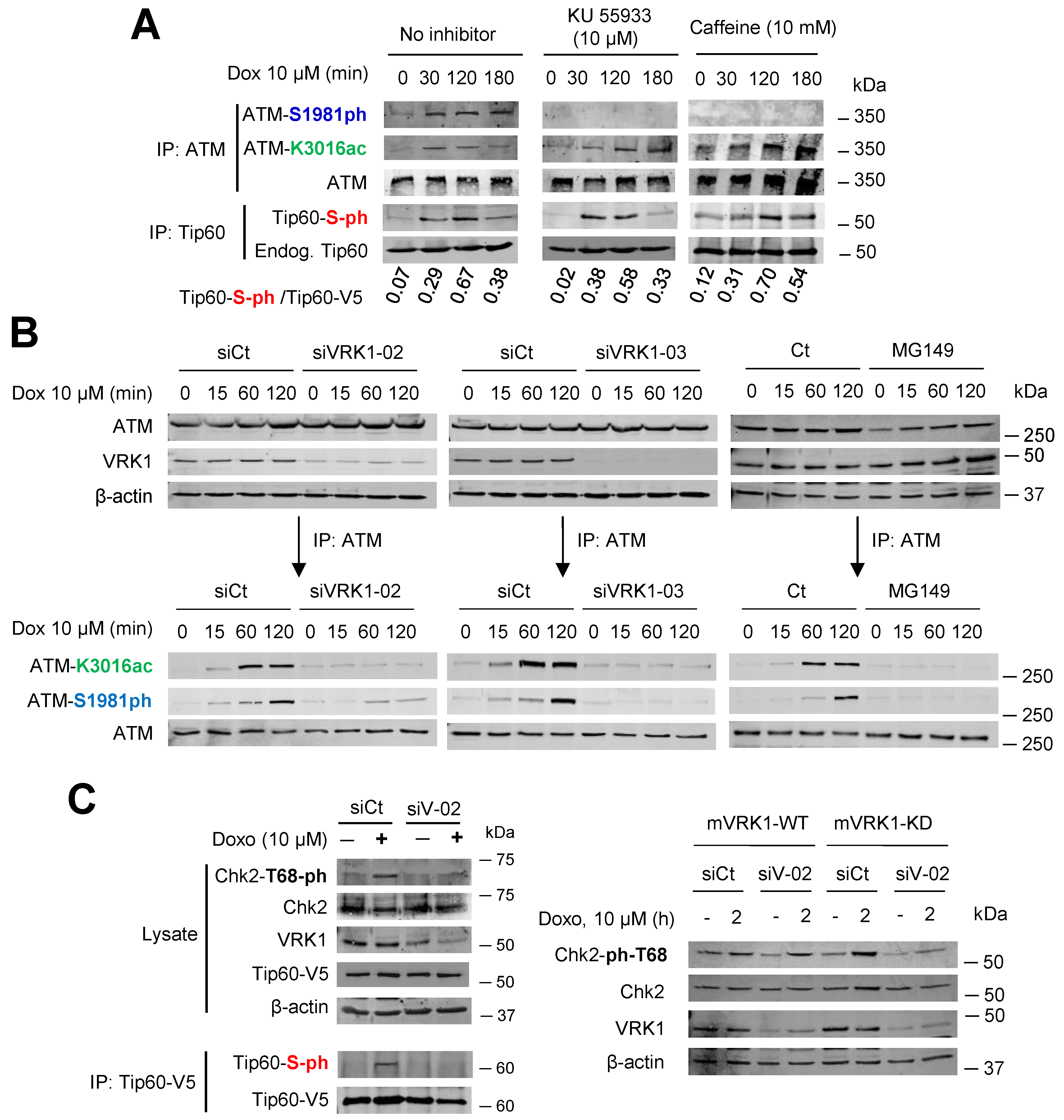 Cancers 12 02986 g007