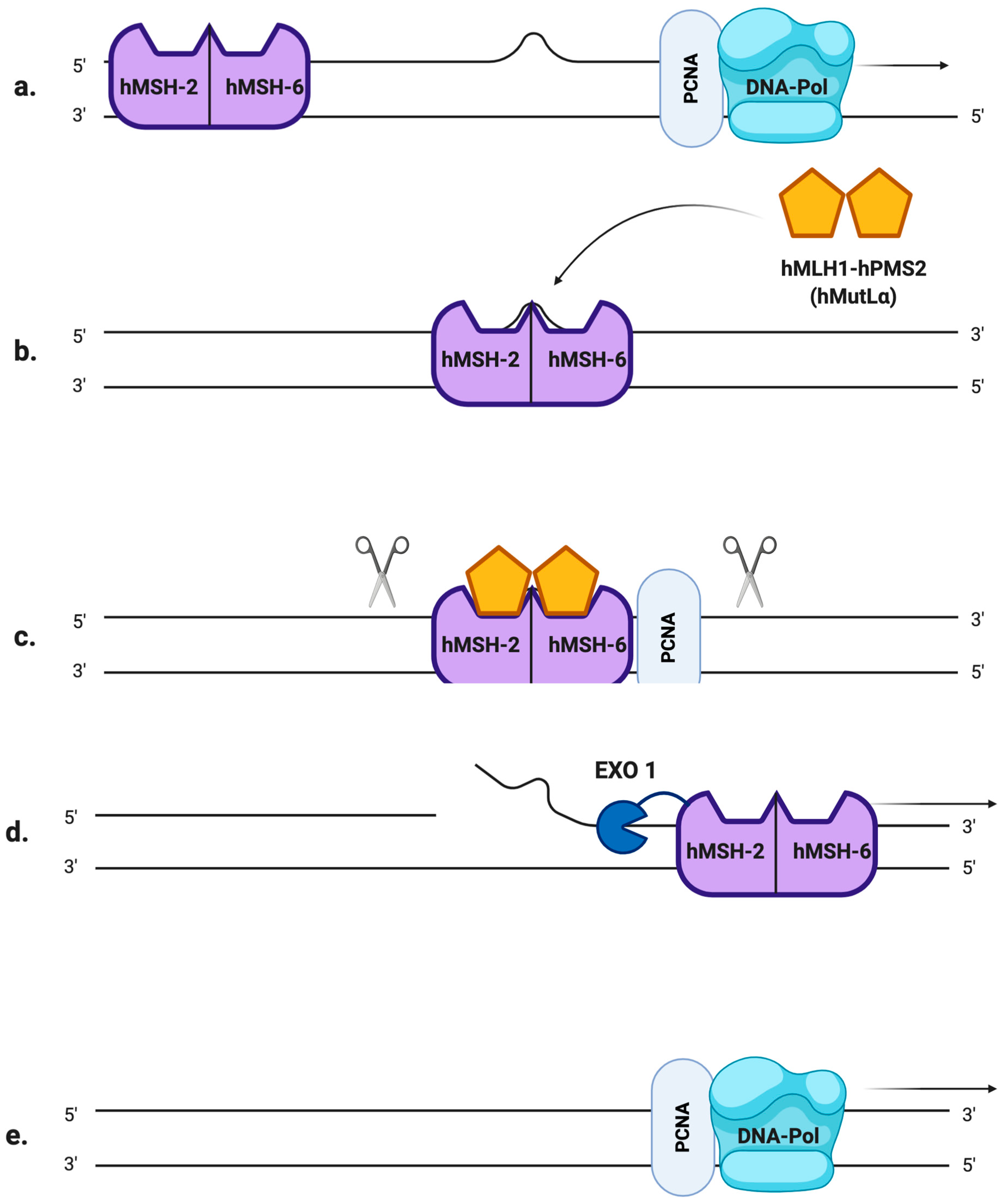 DNA repair systems