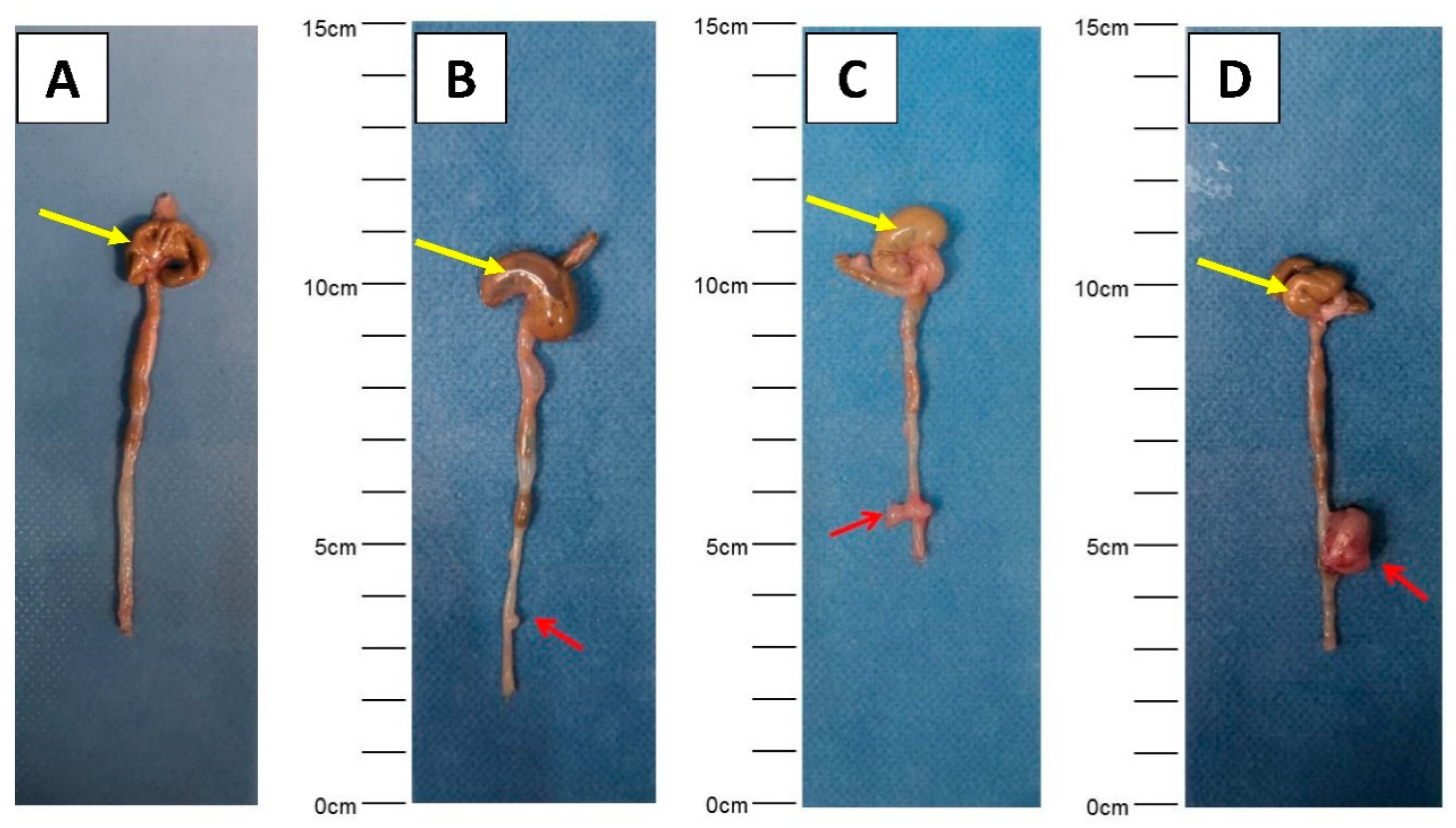 Cancers 12 03007 g002 Cancers 12 03007 g002