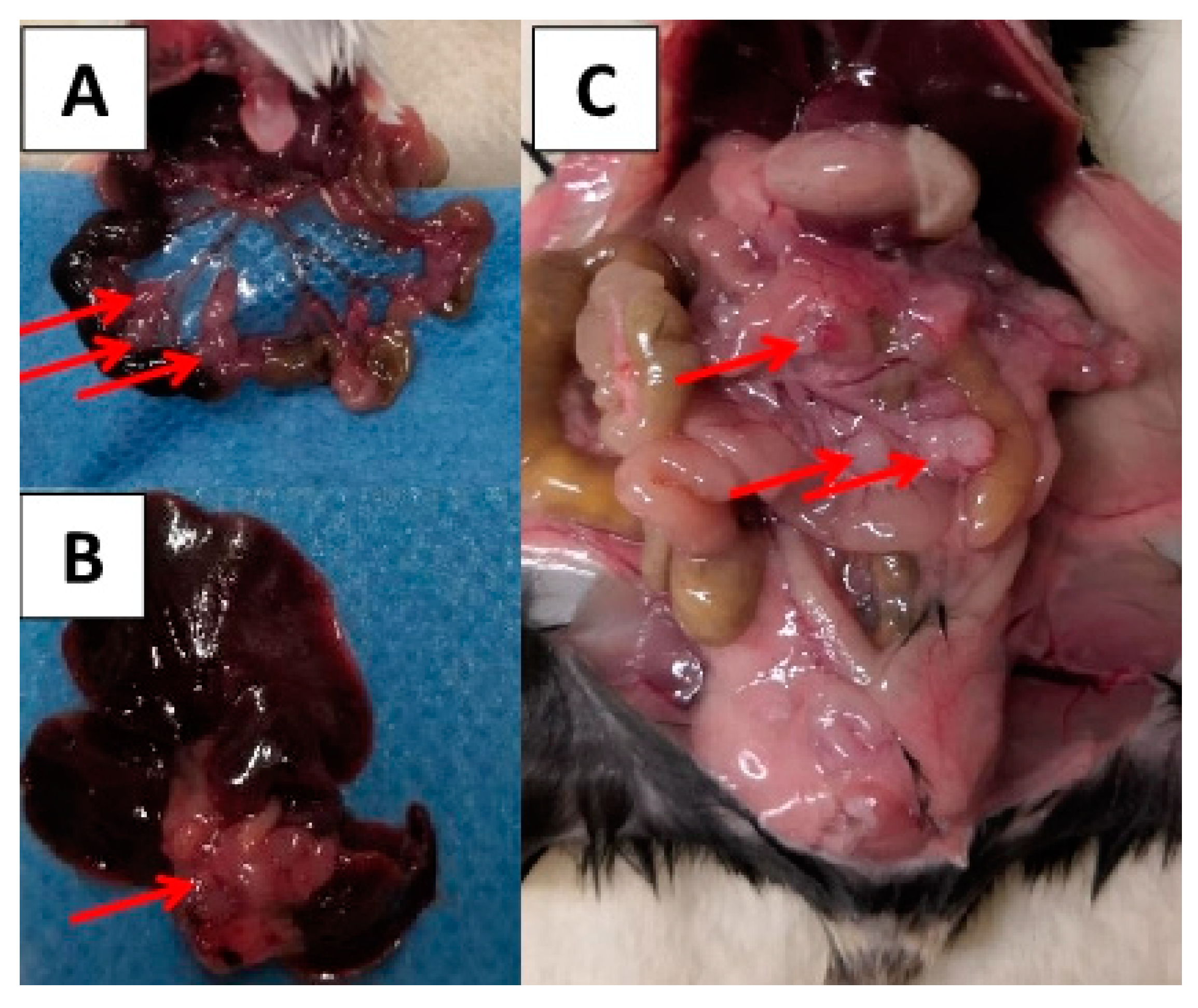 Cancers 12 03007 g004 Cancers 12 03007 g004