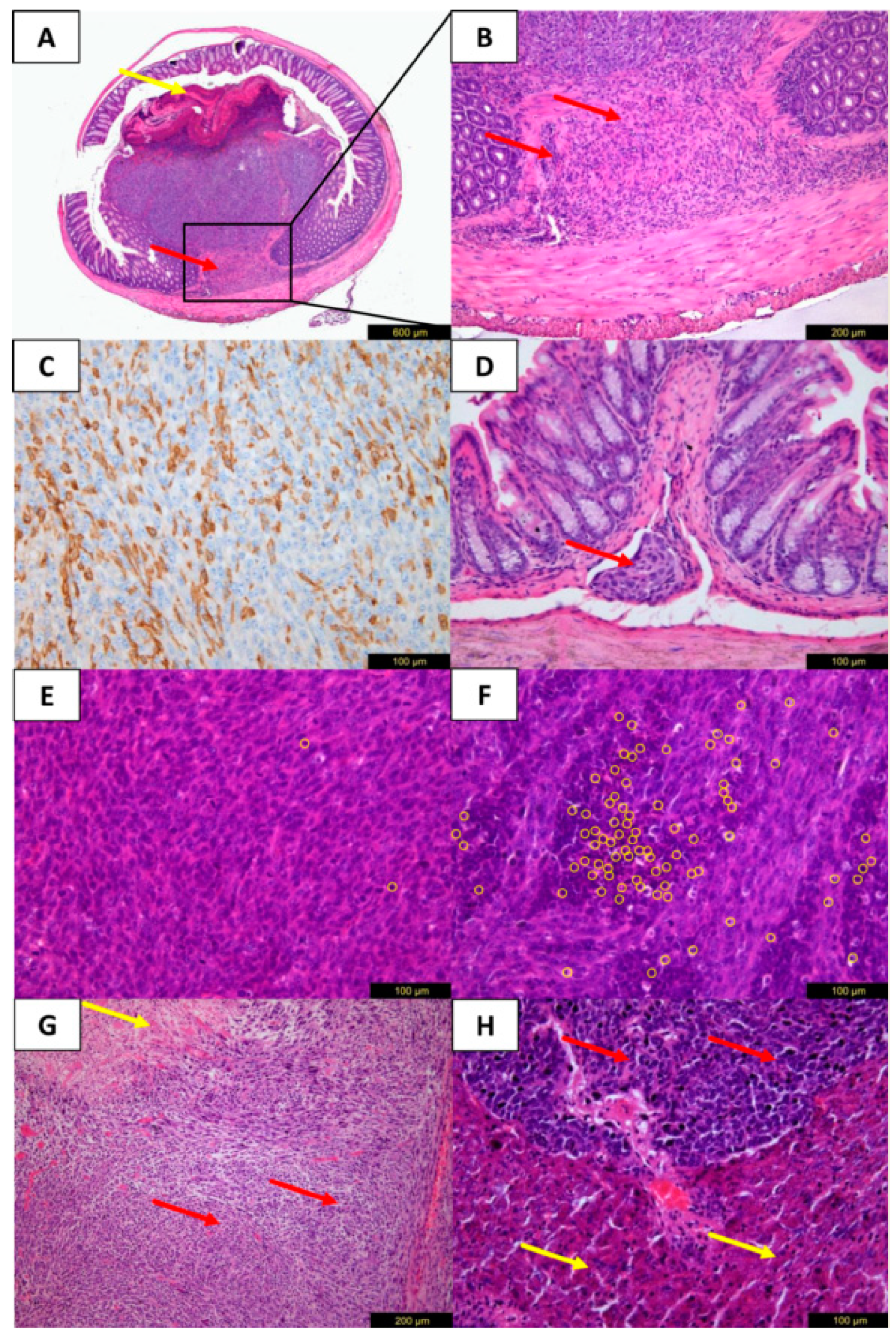 Cancers 12 03007 g005 Cancers 12 03007 g005