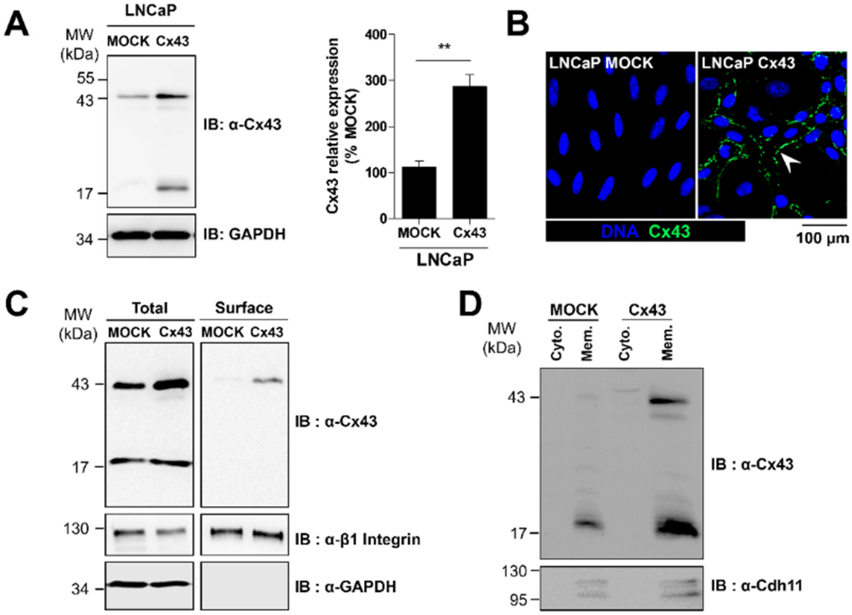 Cancers 12 03013 g002 Cancers 12 03013 g002