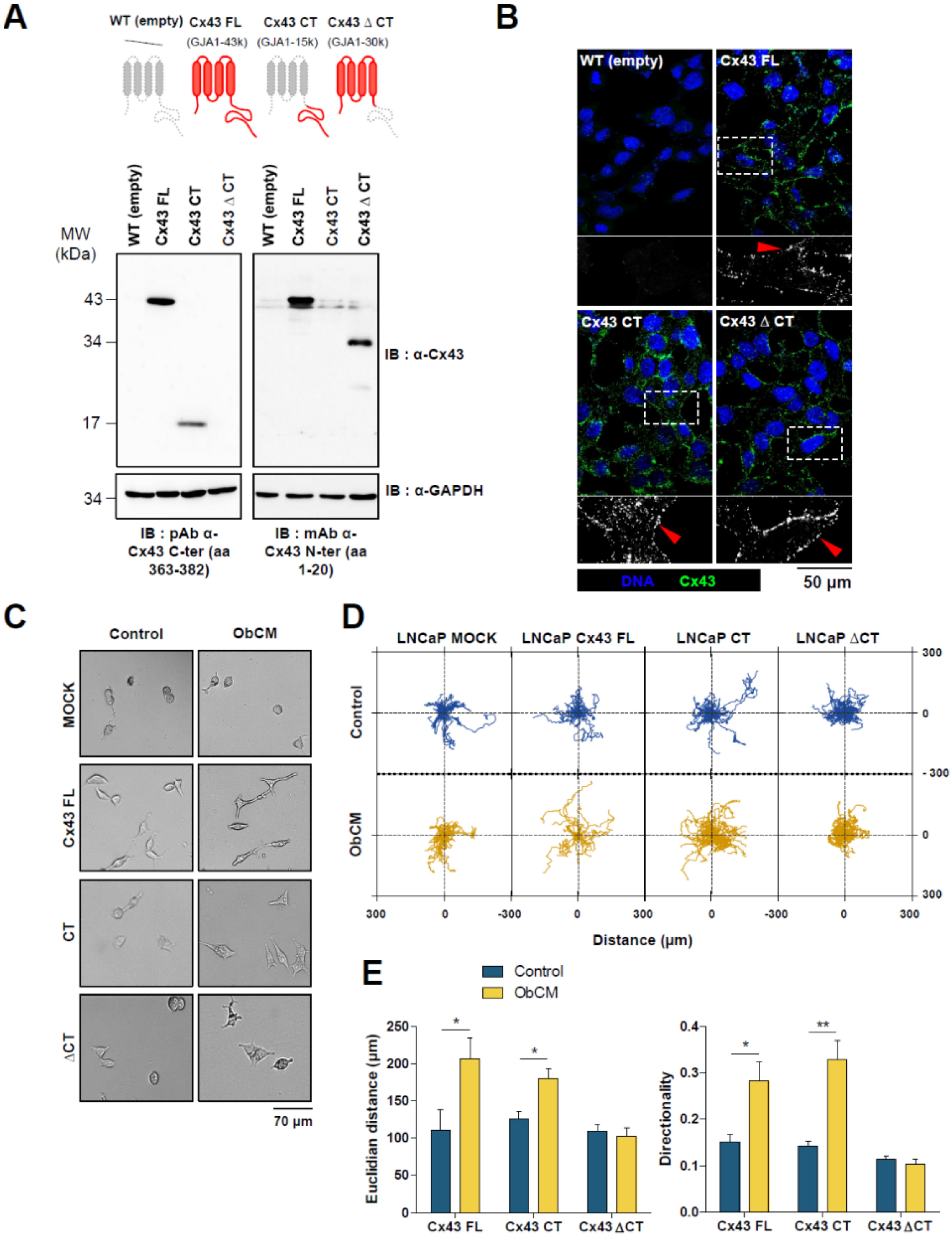 Cancers 12 03013 g007 Cancers 12 03013 g007