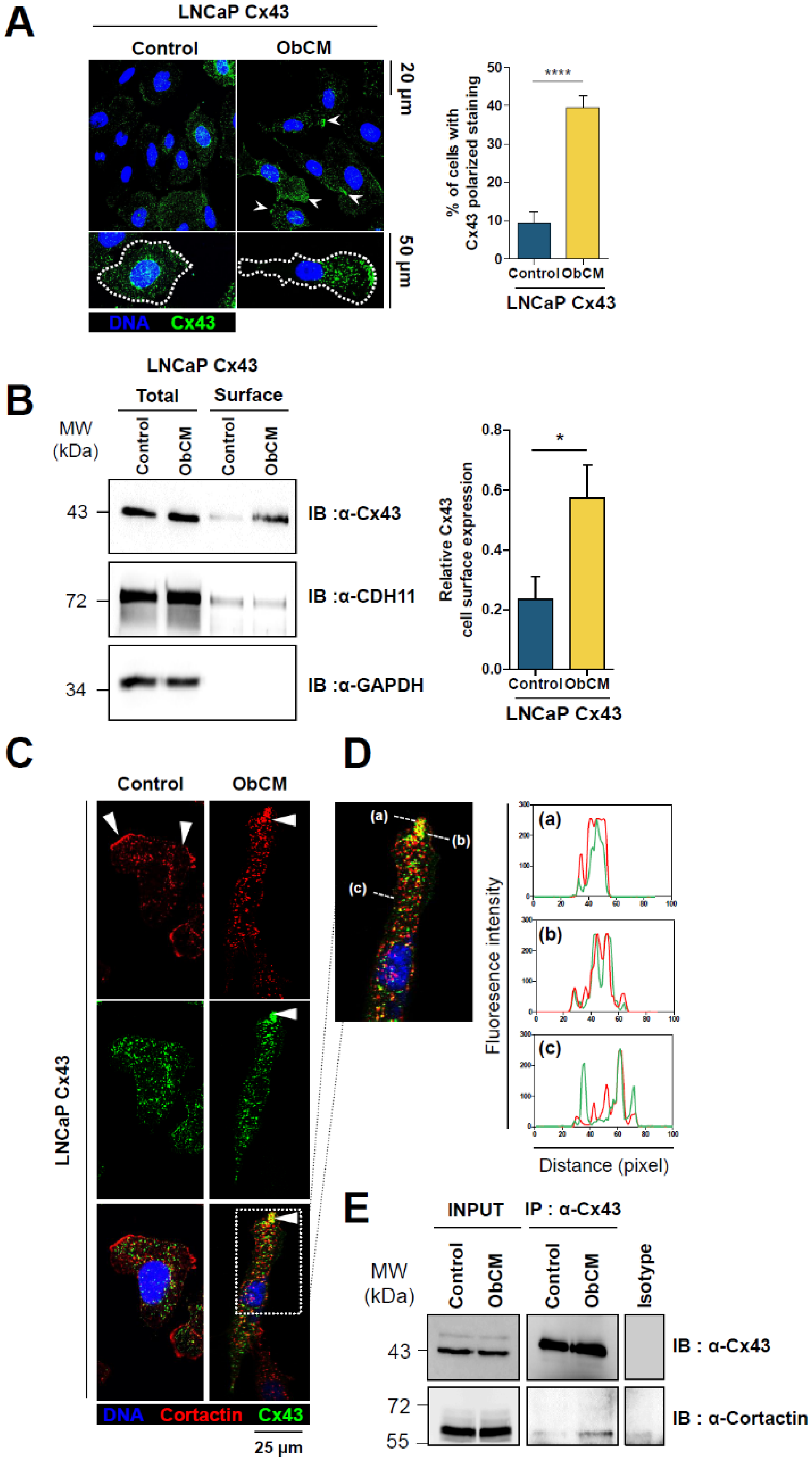 Cancers 12 03013 g008 Cancers 12 03013 g008
