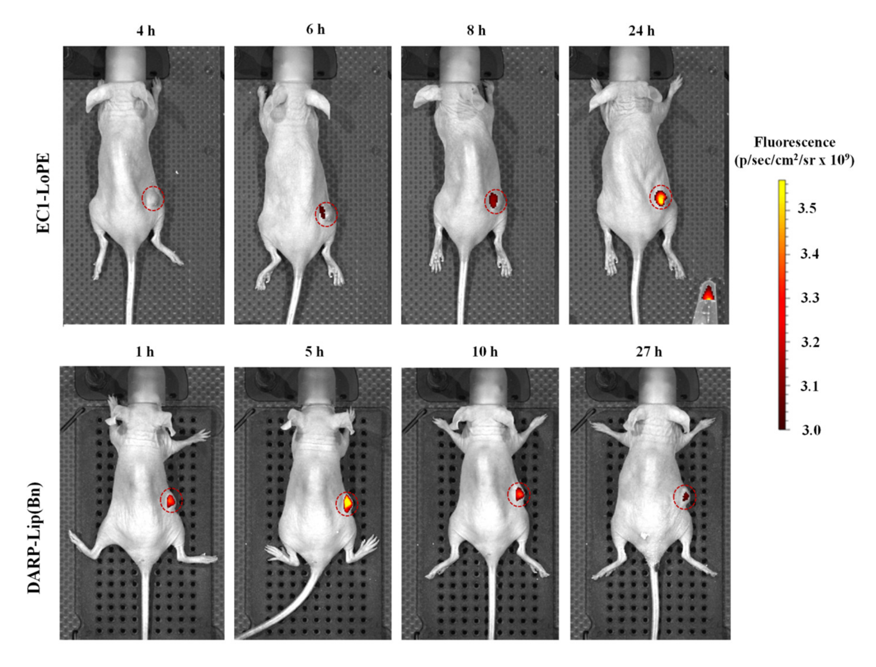 Cancers 12 03014 g003
