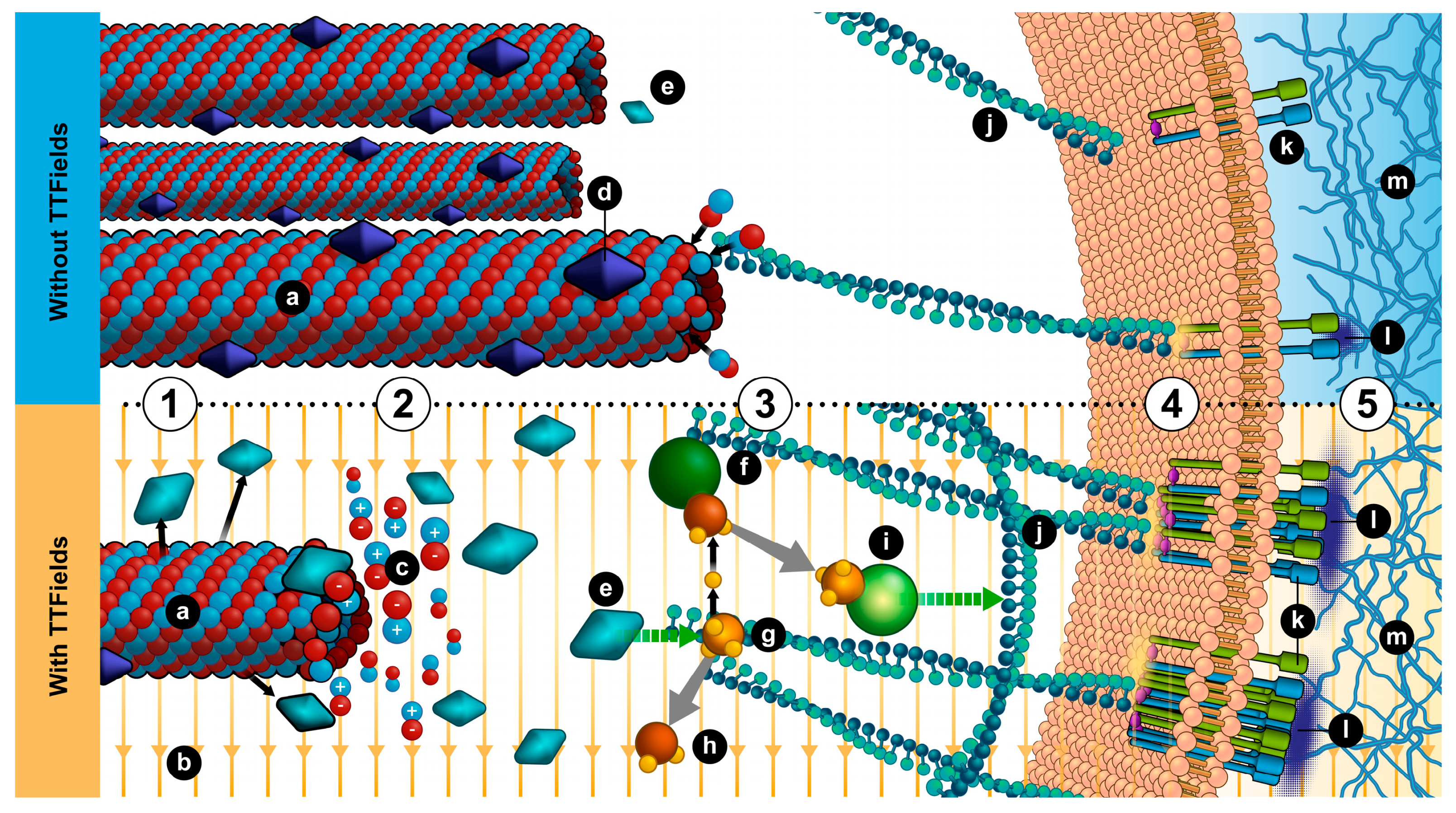 Cancers 12 03016 g006