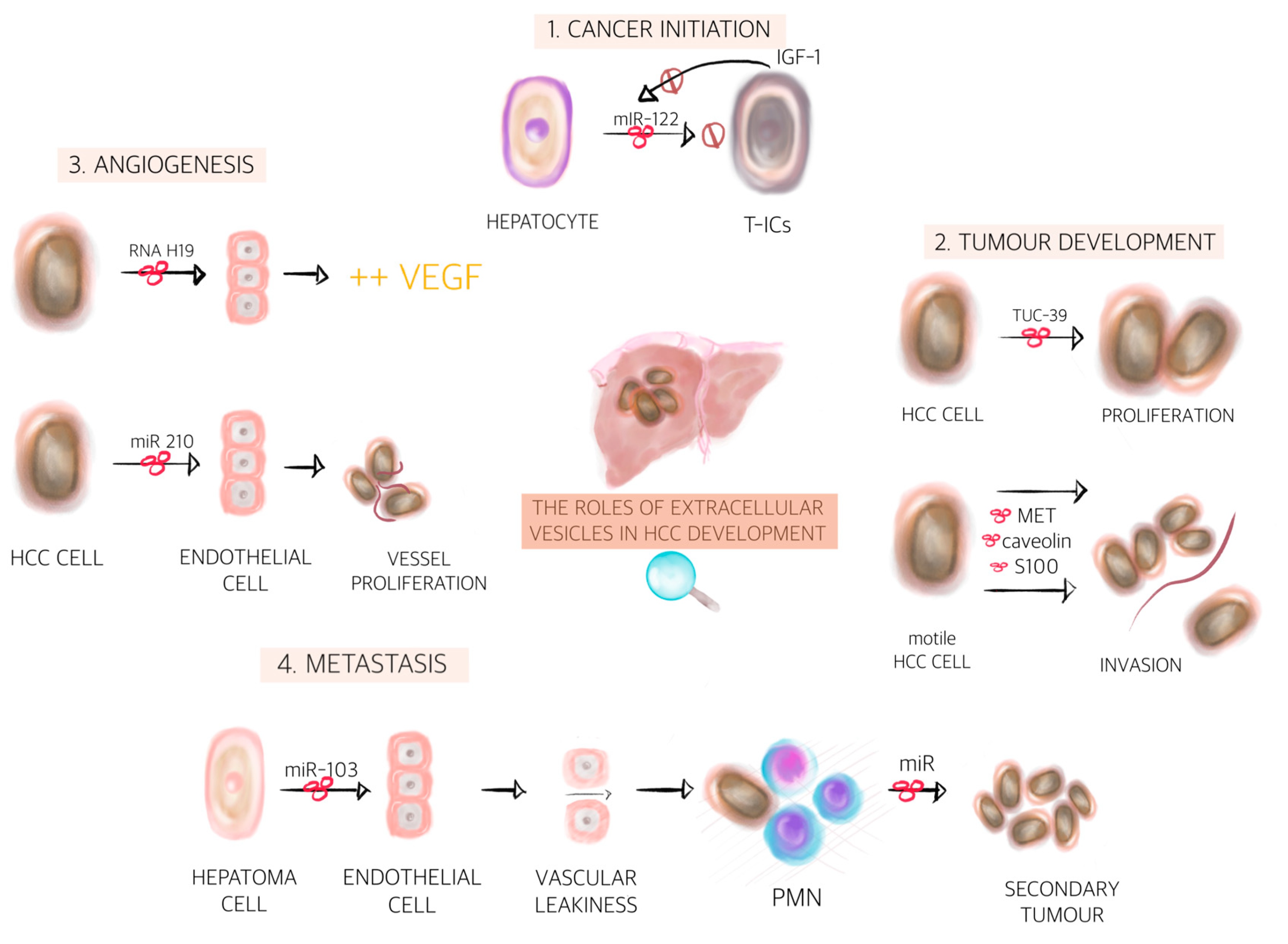 Cancers | Free Full-Text | EVs as Potential New Therapeutic Tool 