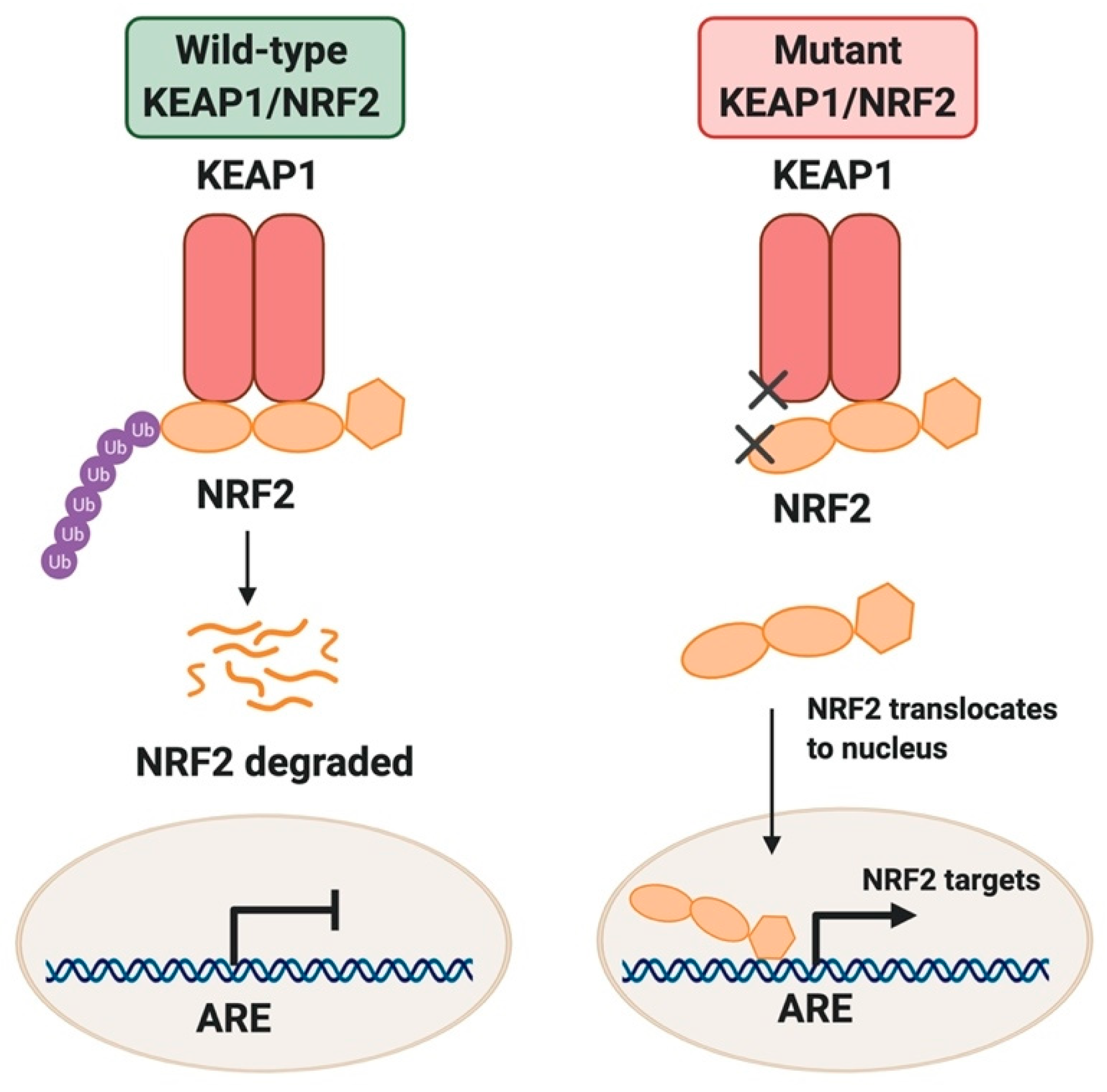 Cancers Free FullText Dissecting the Crosstalk between NRF2