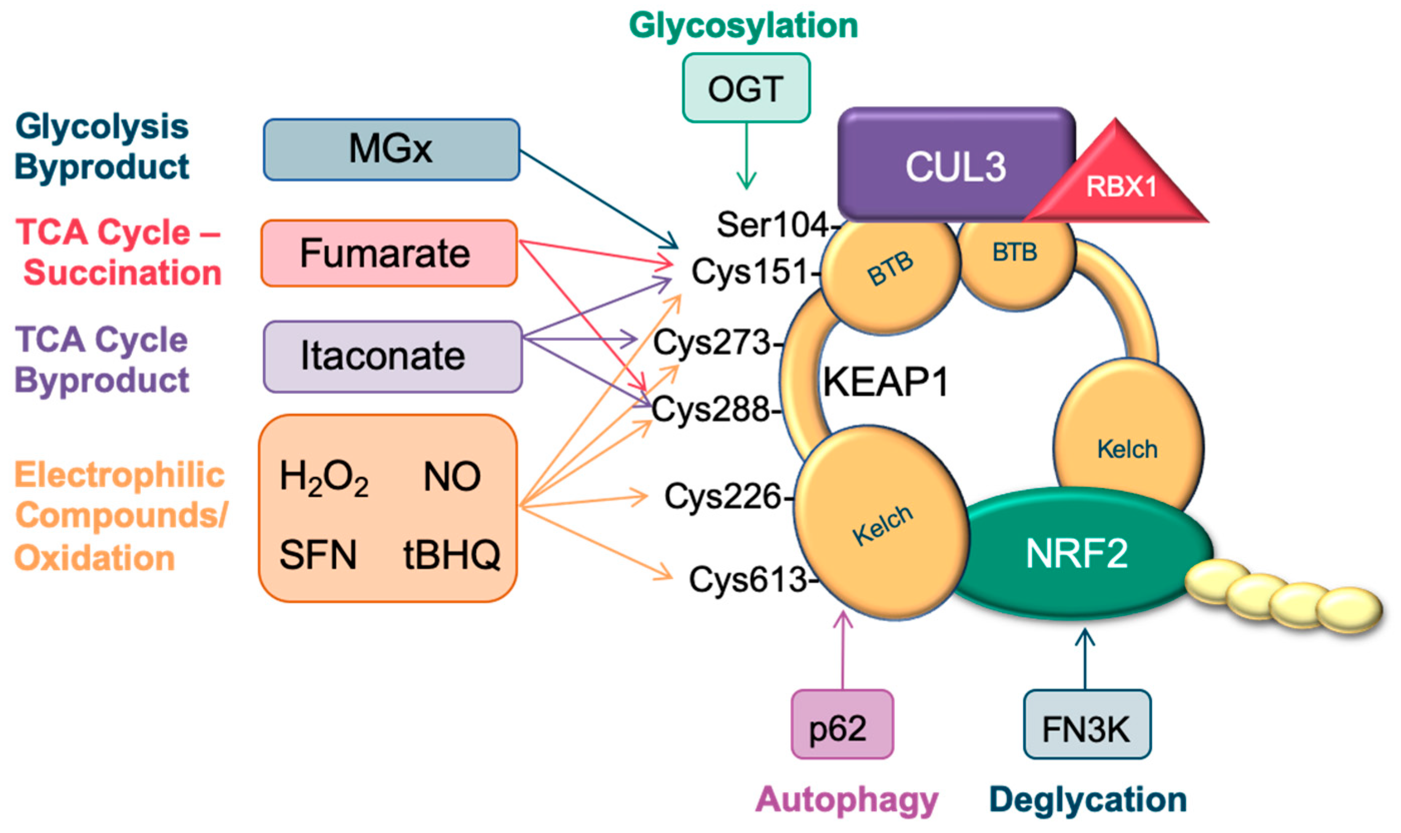 Cancers Free FullText Dissecting the Crosstalk between NRF2
