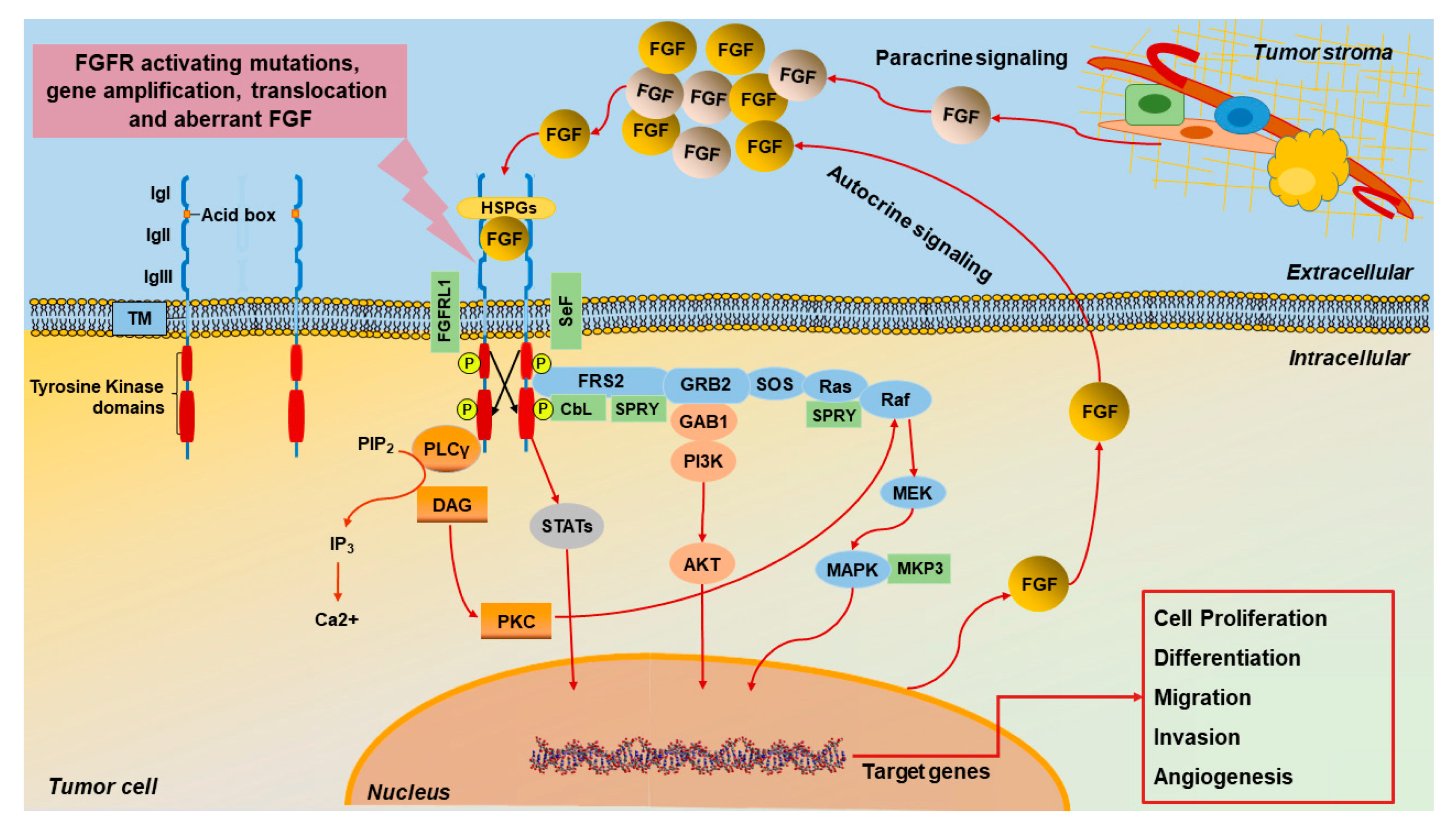 PDF) Caveolin-1 regulates EGFR signaling in MCF-7 breast cancer cells and  enhances gefitinib-induced tumor cell inhibition