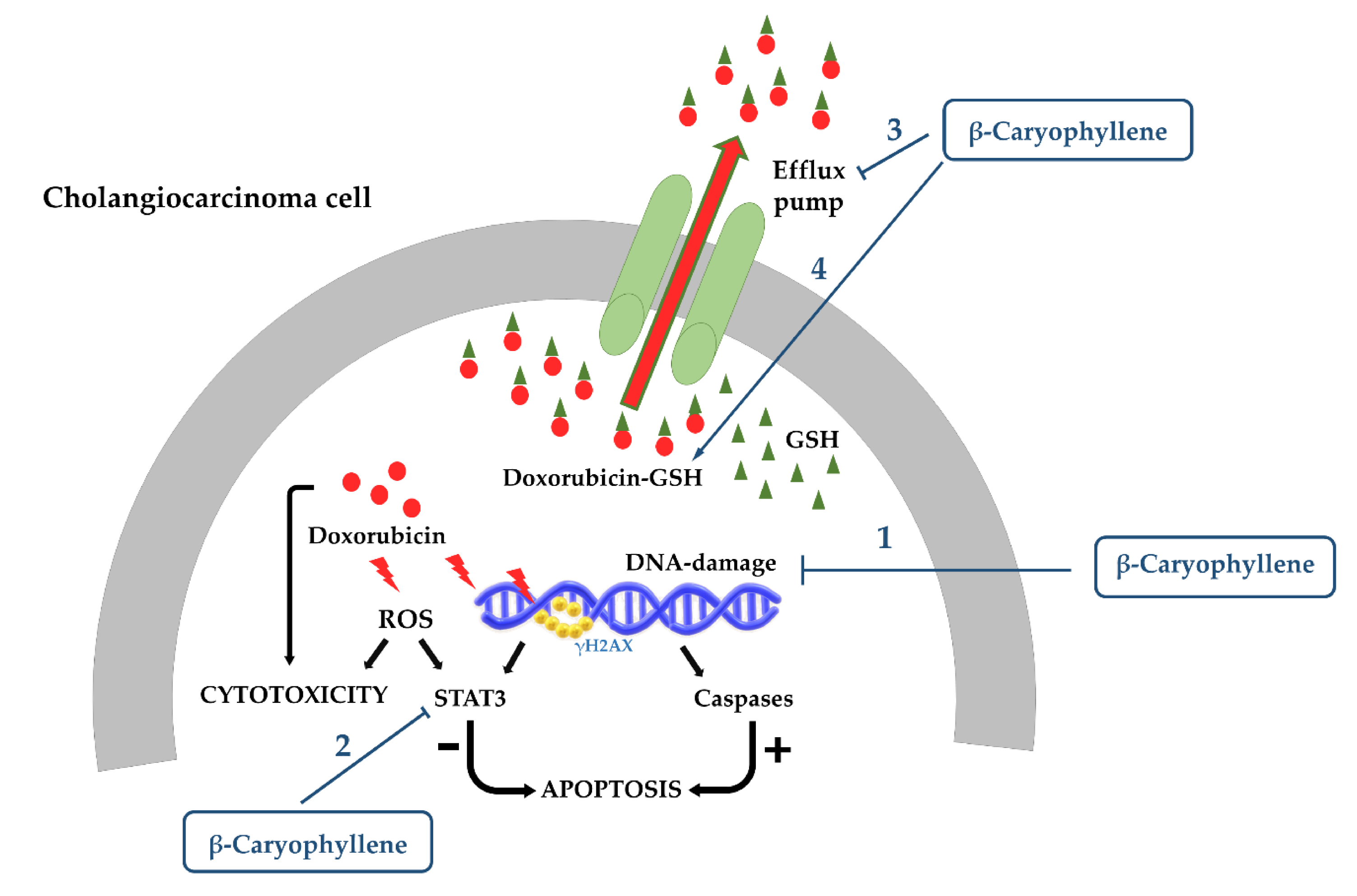 Cancers 12 03034 g008 Cancers 12 03034 g008