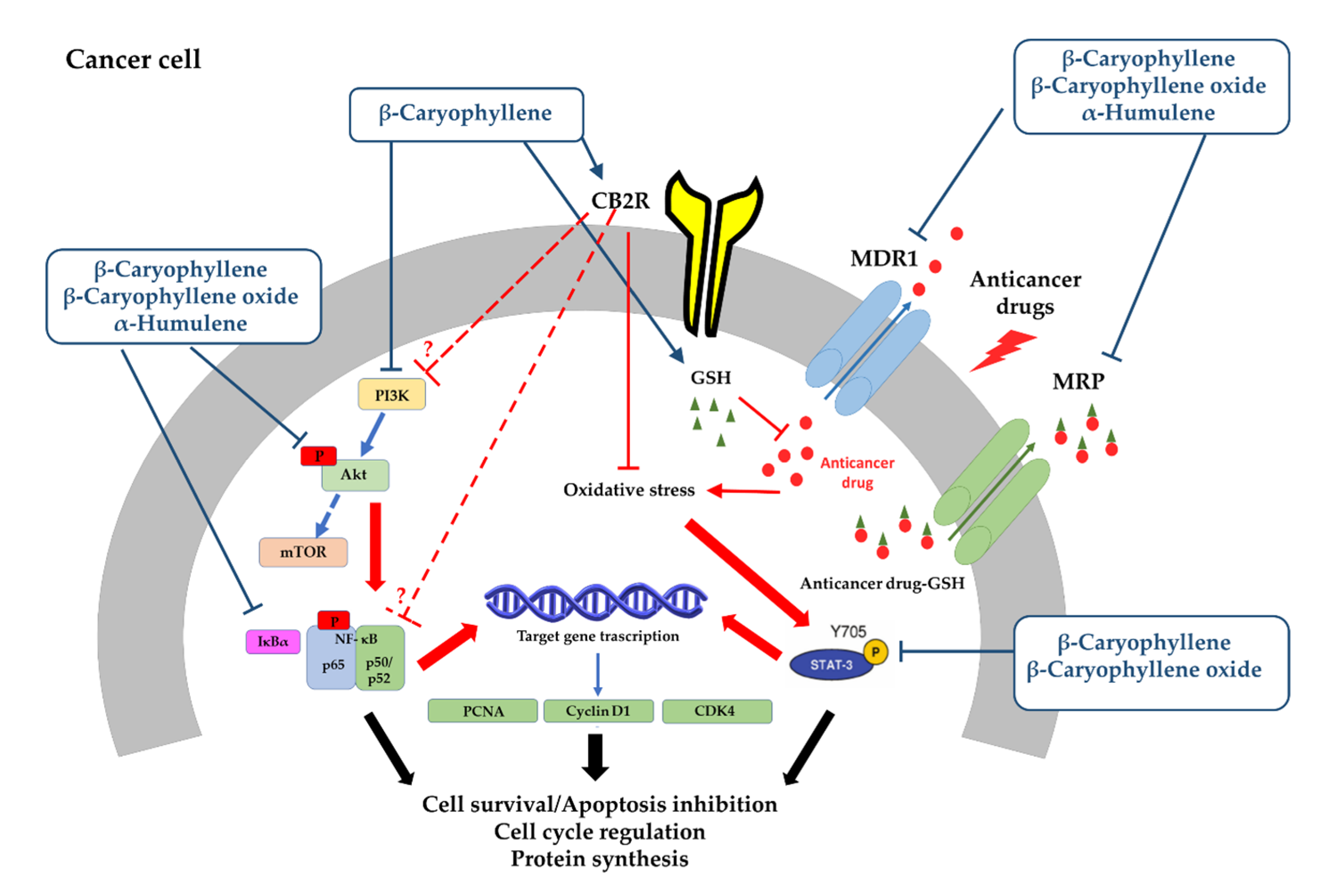 Cancers 12 03034 g010b Cancers 12 03034 g010b