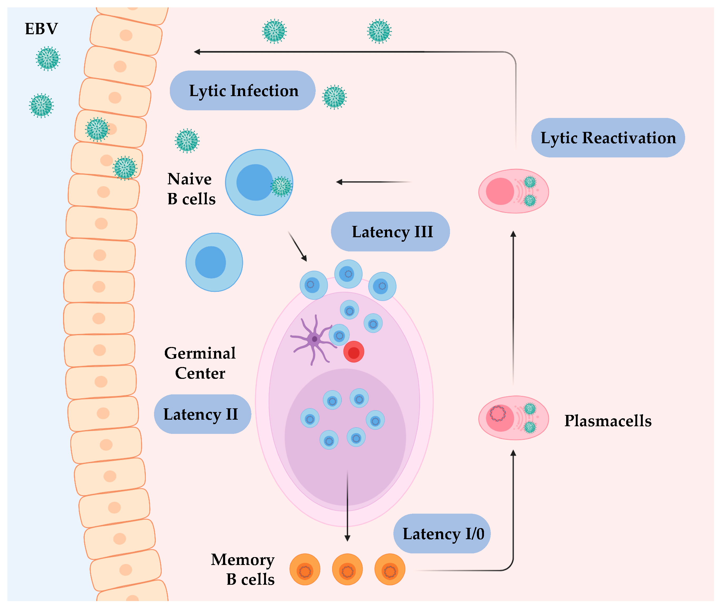 Epstein Barra és Prostatitis recovery after prostate hifu