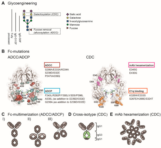 Cancers Free Full Text Fc Engineered Antibodies With Enhanced Fc Effector Function For The Treatment Of B Cell Malignancies Html Cancers Free Full Text Fc Engineered Antibodies With Enhanced Fc Effector Function For The Treatment Of B Cell Malignancies Html