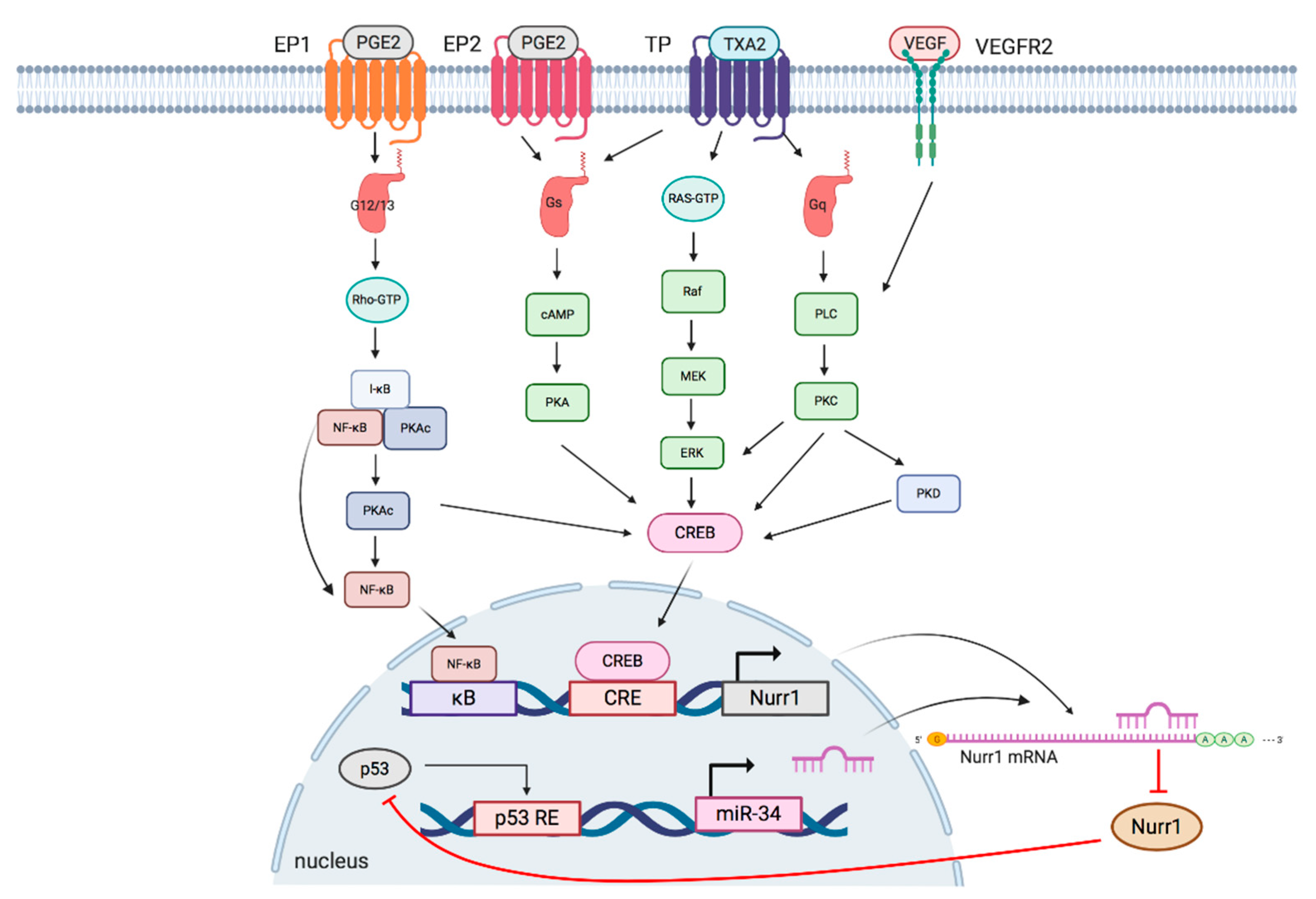 Cancers 12 03044 g002 Cancers 12 03044 g002