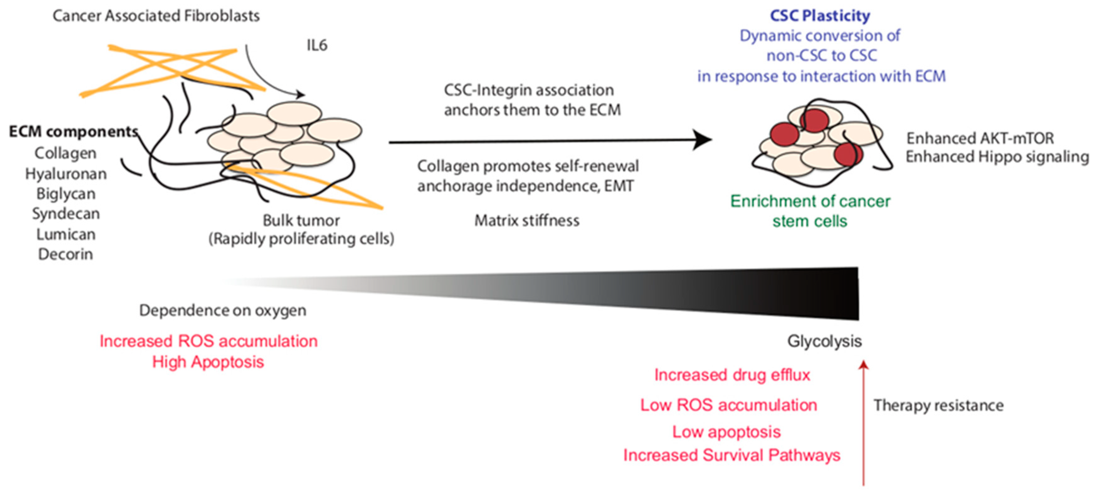 Cancers 12 03067 g001 Cancers 12 03067 g001