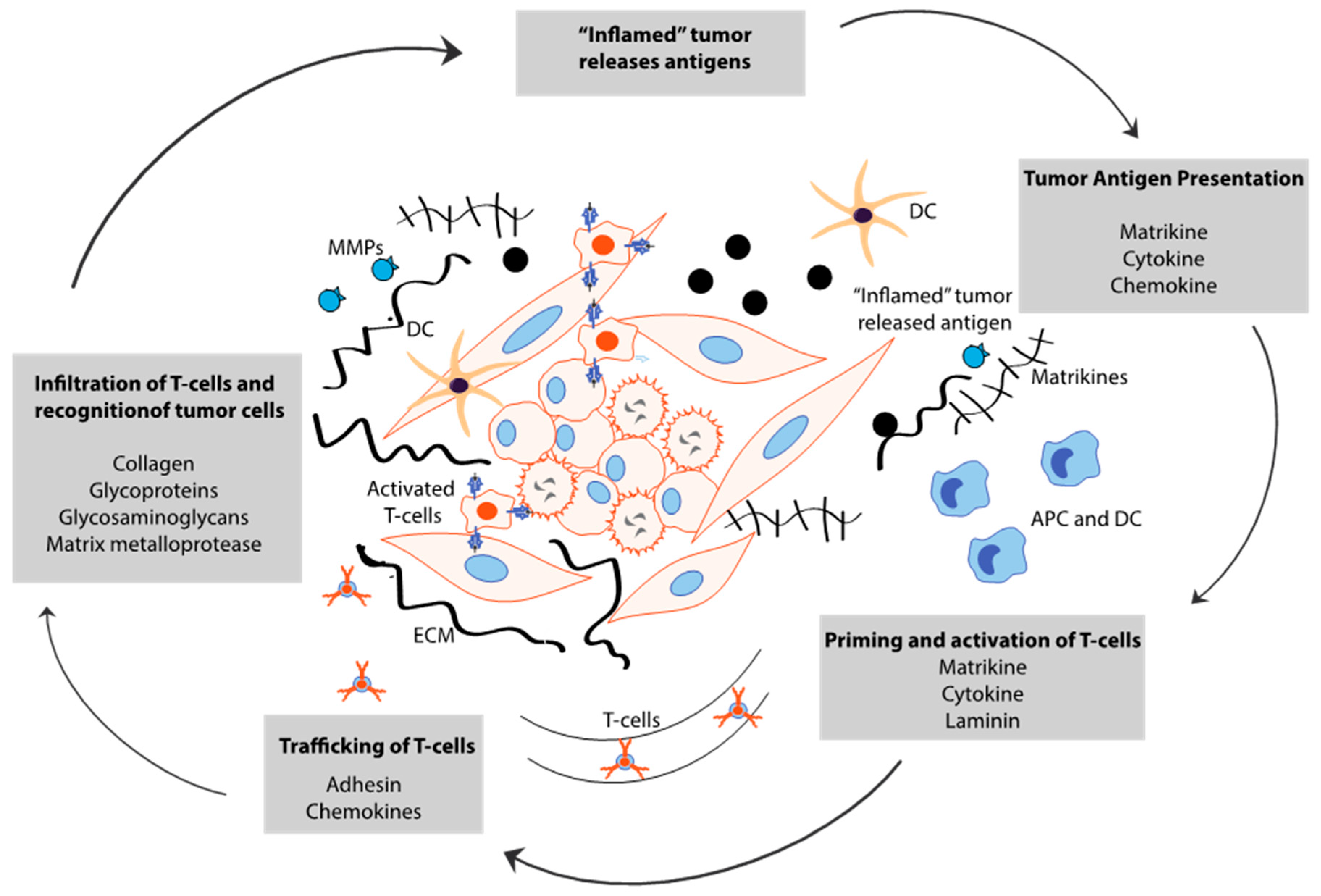 Cancers 12 03067 g003 Cancers 12 03067 g003