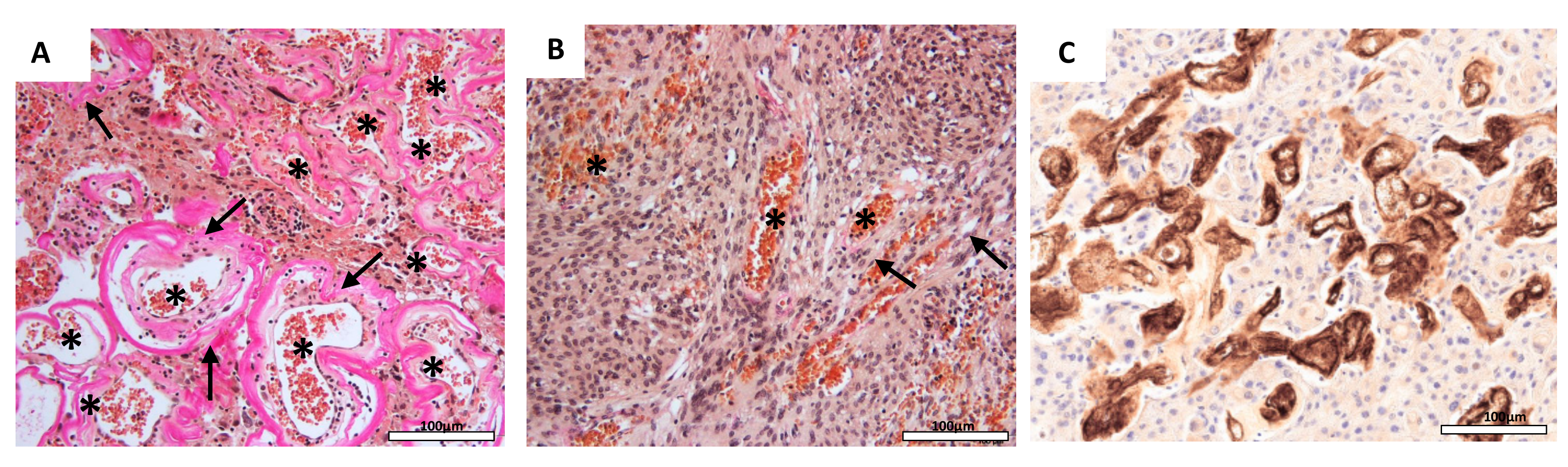 Cancers 12 03075 g001 Cancers 12 03075 g001