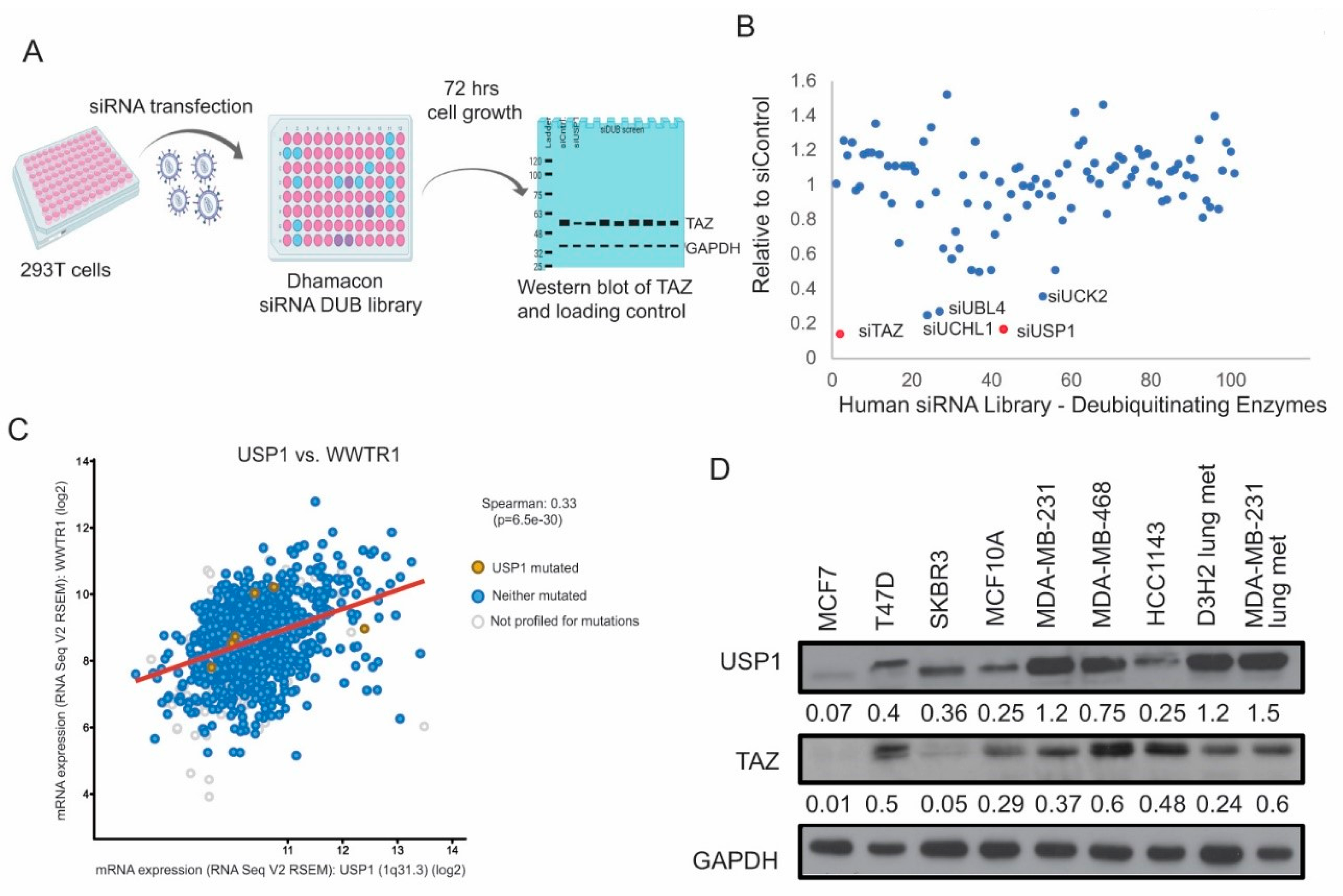 Cancers 12 03090 g001 Cancers 12 03090 g001