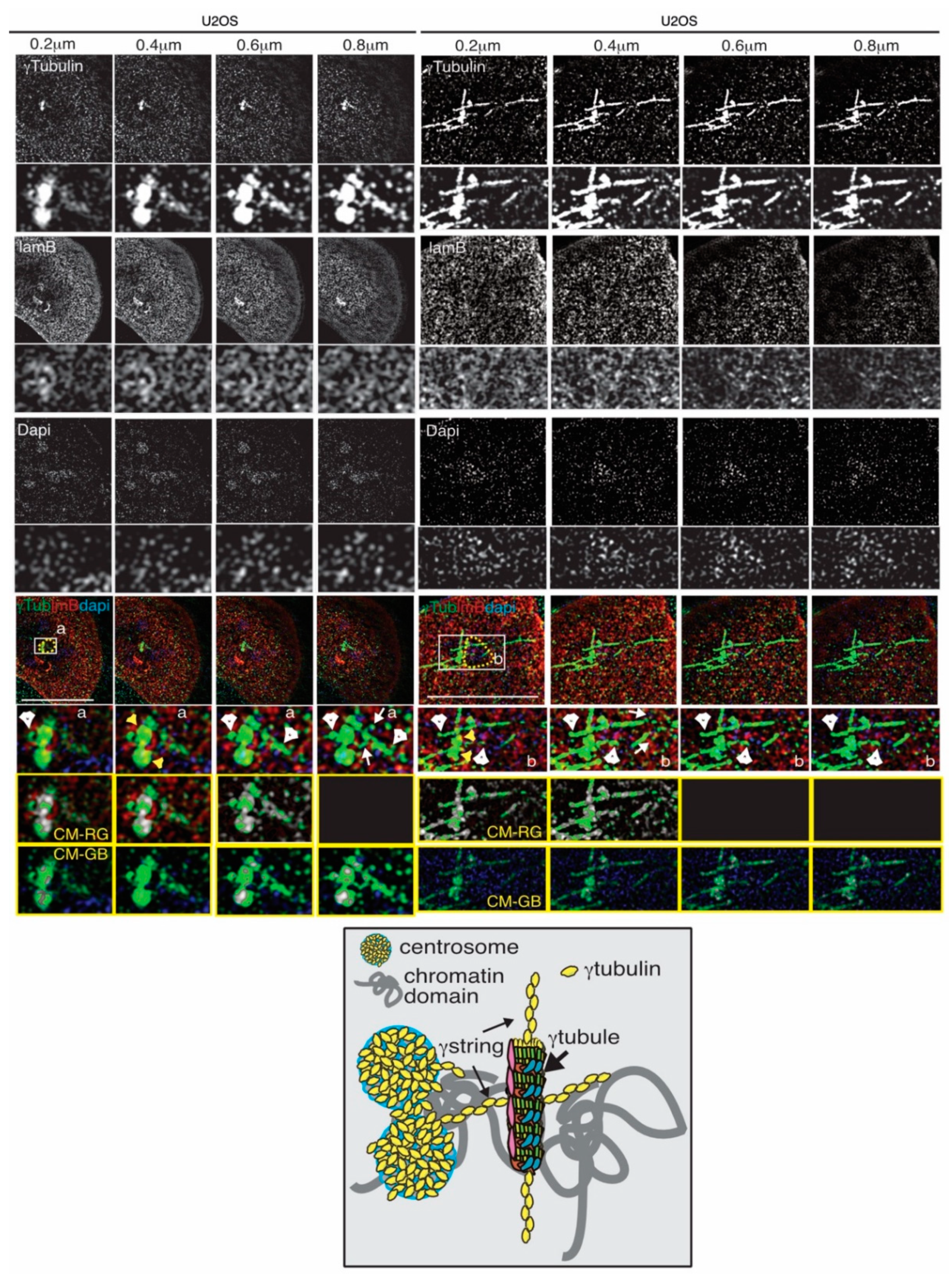 Cancers 12 03102 g002