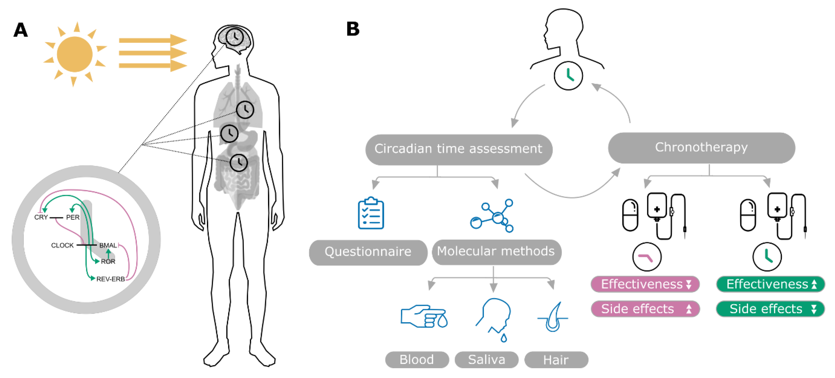 An Optimal Time for Treatment—Predicting Circadian Time by