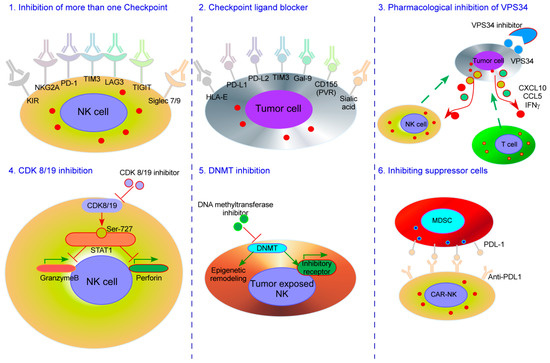 Cancers Free Full Text Natural Killer Cells In Immunotherapy Are We Nearly There Html