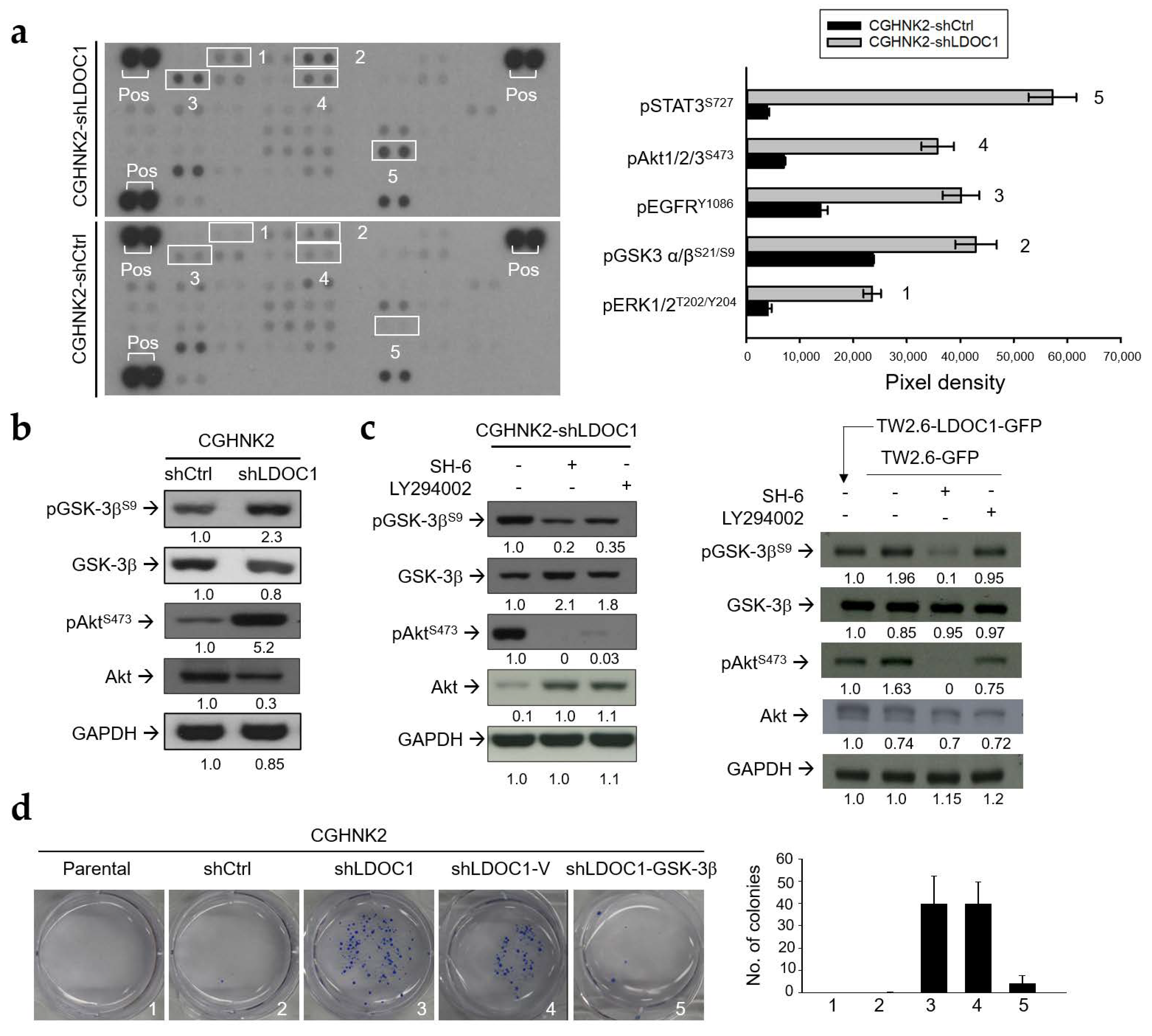Cancers 12 03148 g005 Cancers 12 03148 g005