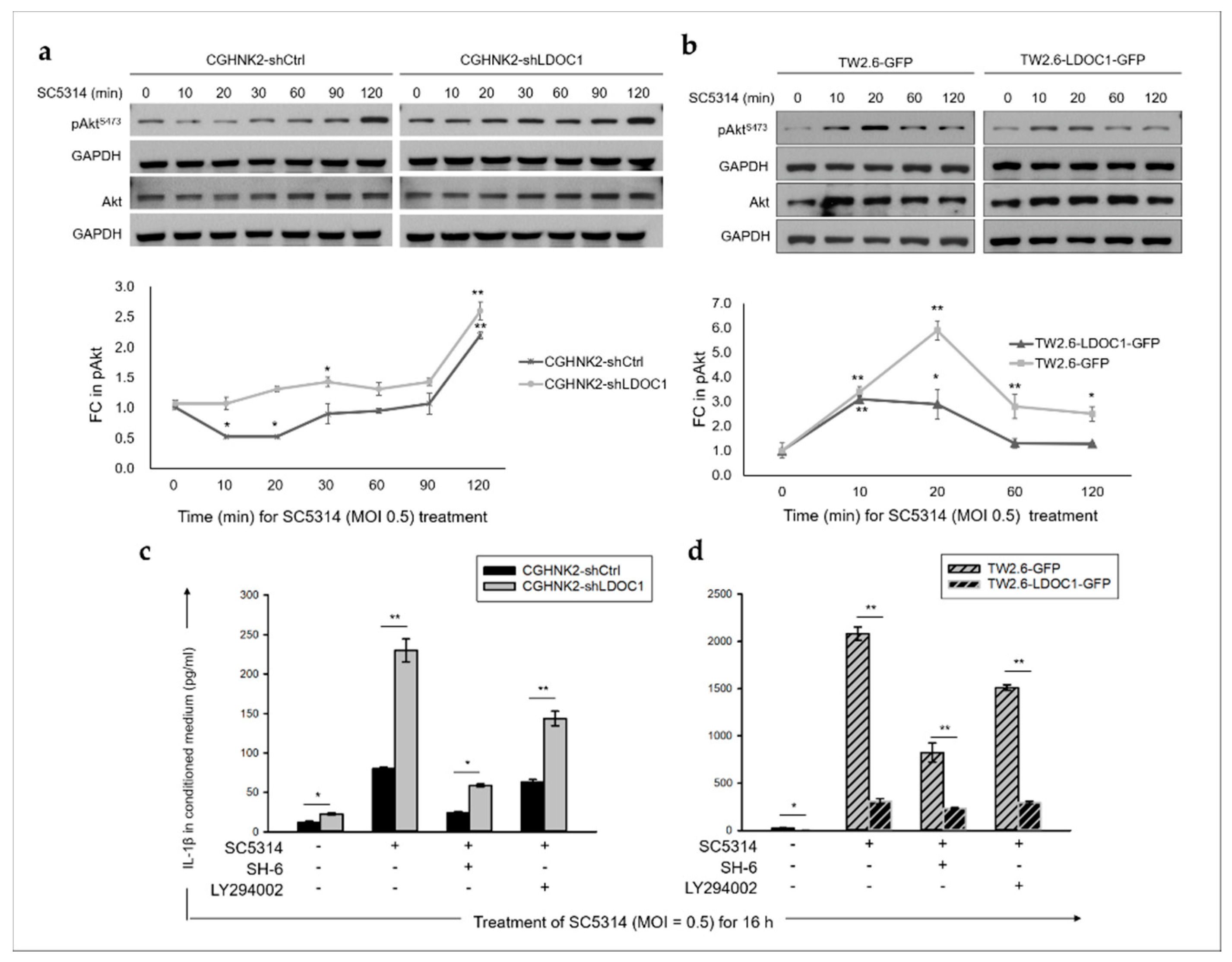 Cancers 12 03148 g006 Cancers 12 03148 g006