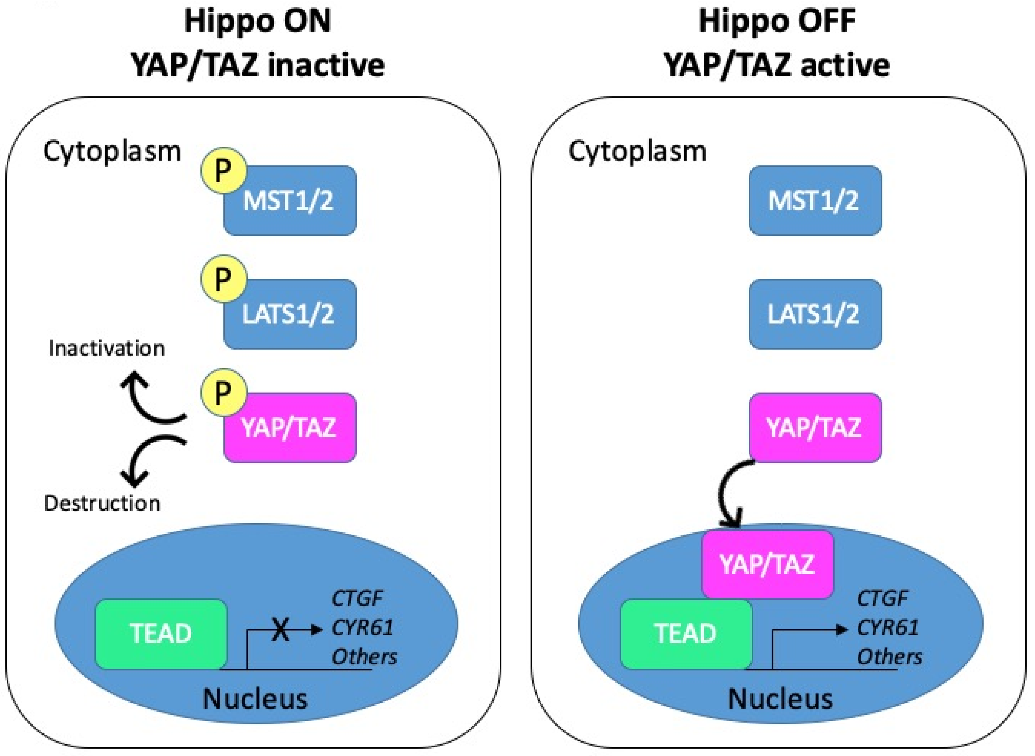 YAP/TAZ Signalling in Colorectal Cancer: Lessons from