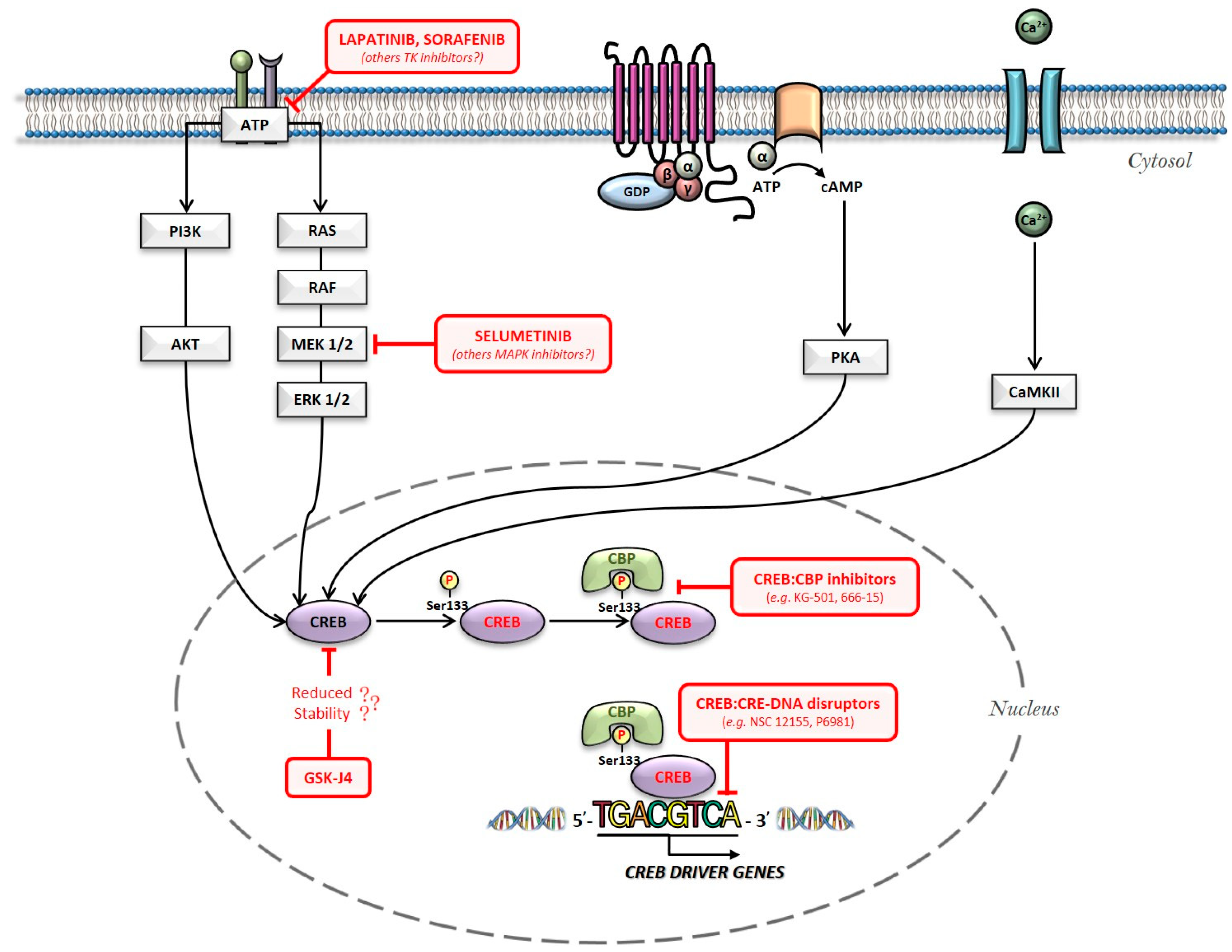 Cancers Free Full Text Targeting Creb In Cancer Therapy A Key Candidate Or One Of Many An Update Html Cancers Free Full Text Targeting Creb In Cancer Therapy A Key Candidate Or One Of Many An Update Html